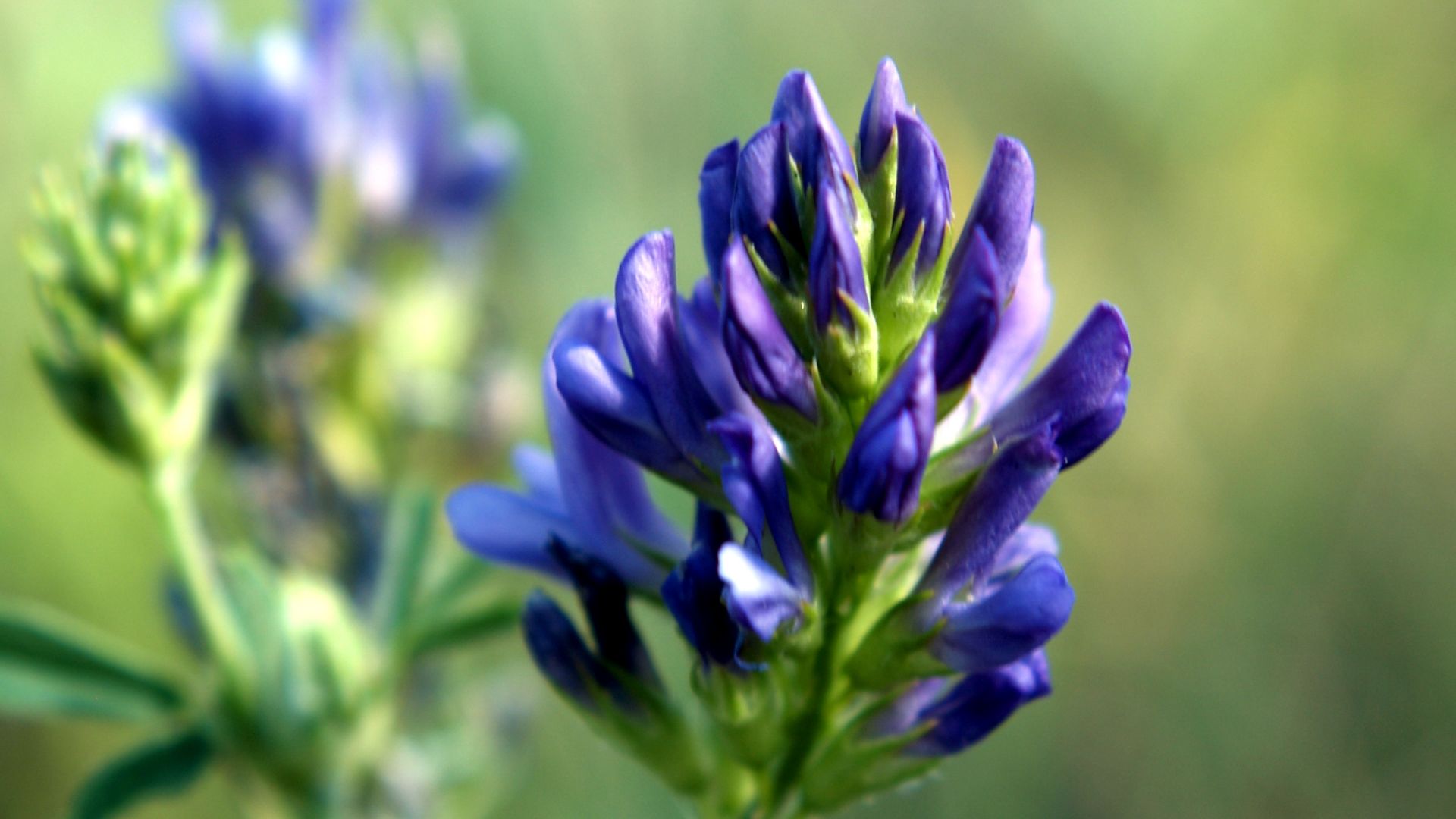 File:File-Psoralea esculenta Pediomelum esculentum - native;-Alternate names- Indian breadroot, Indian turnip, prairie turnip, prairie (a2856232-155d-4519-3e54-96ffe77bb835).jpg