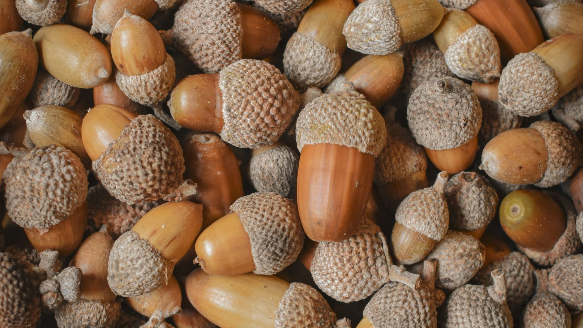 brown and beige nut lot