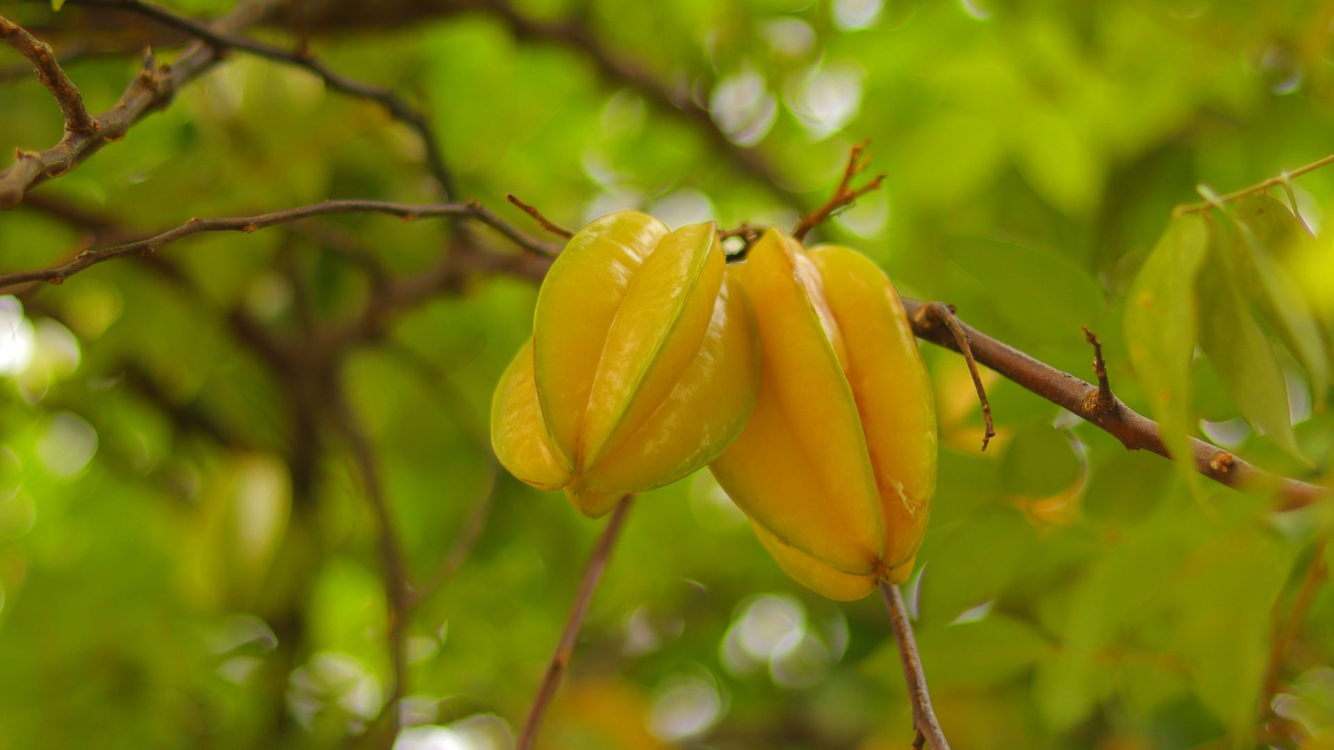 Star fruit hangs from the tree.