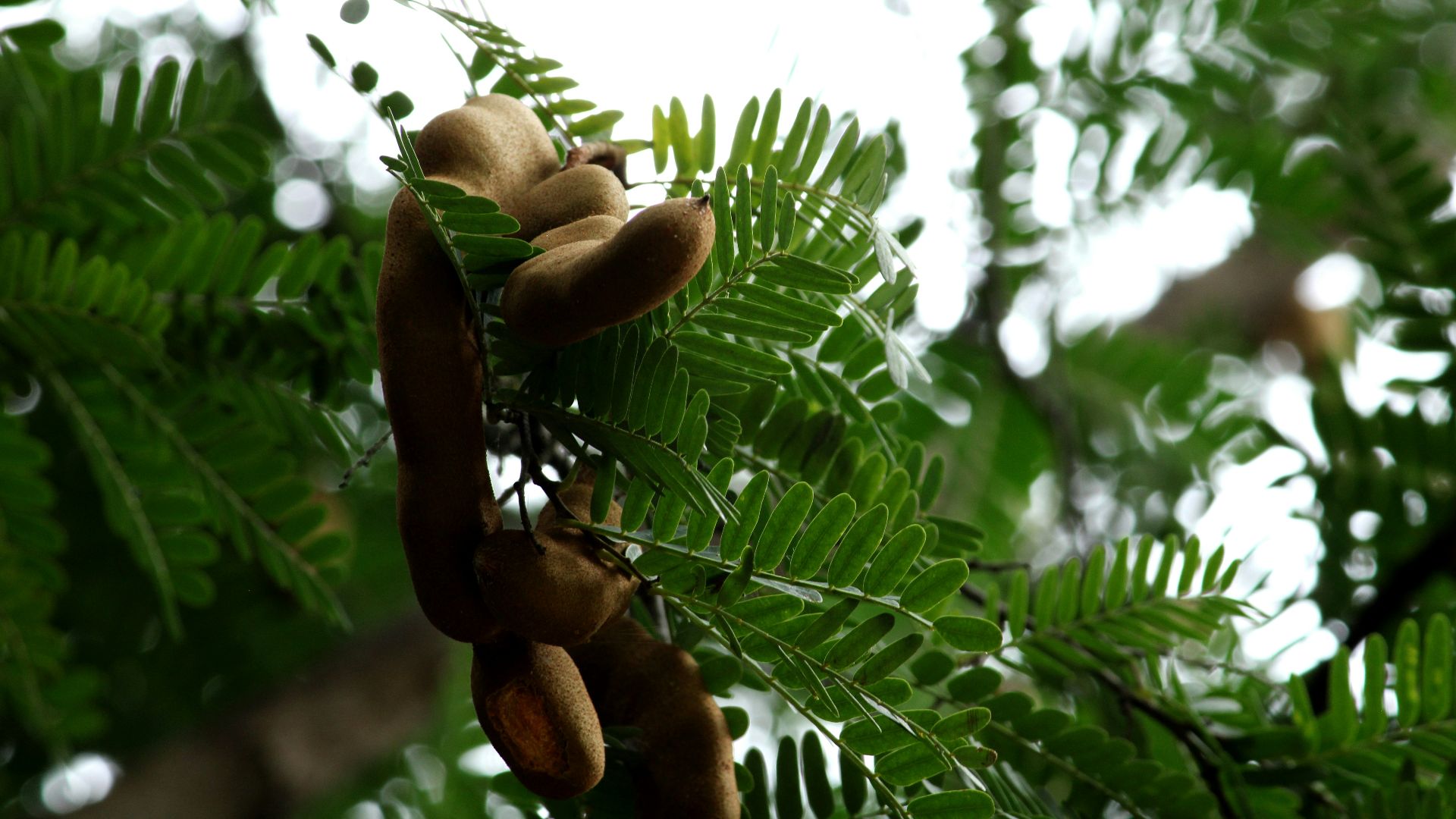 a bunch of nuts hanging from a tree