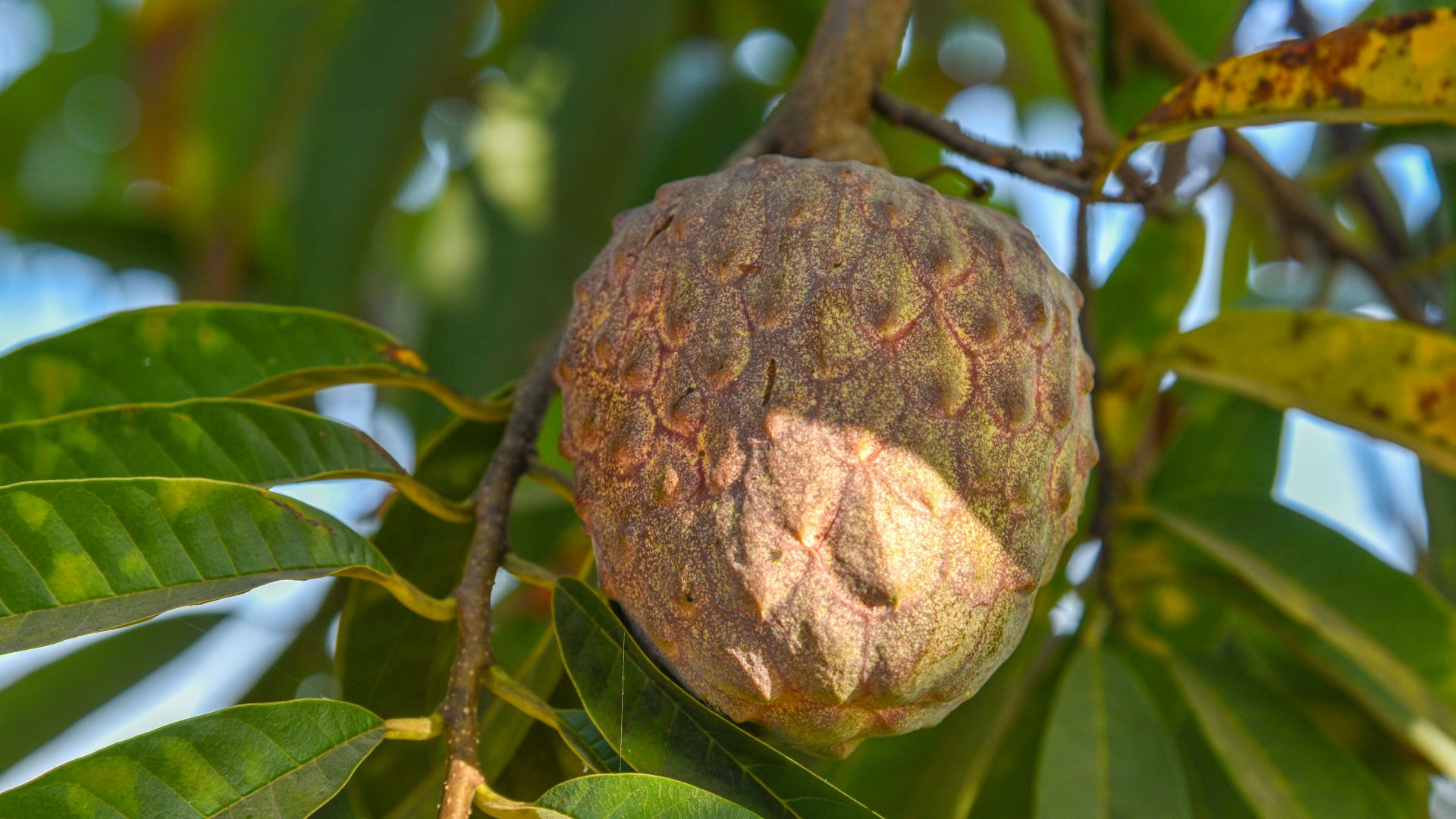 a fruit hanging from a tree with leaves