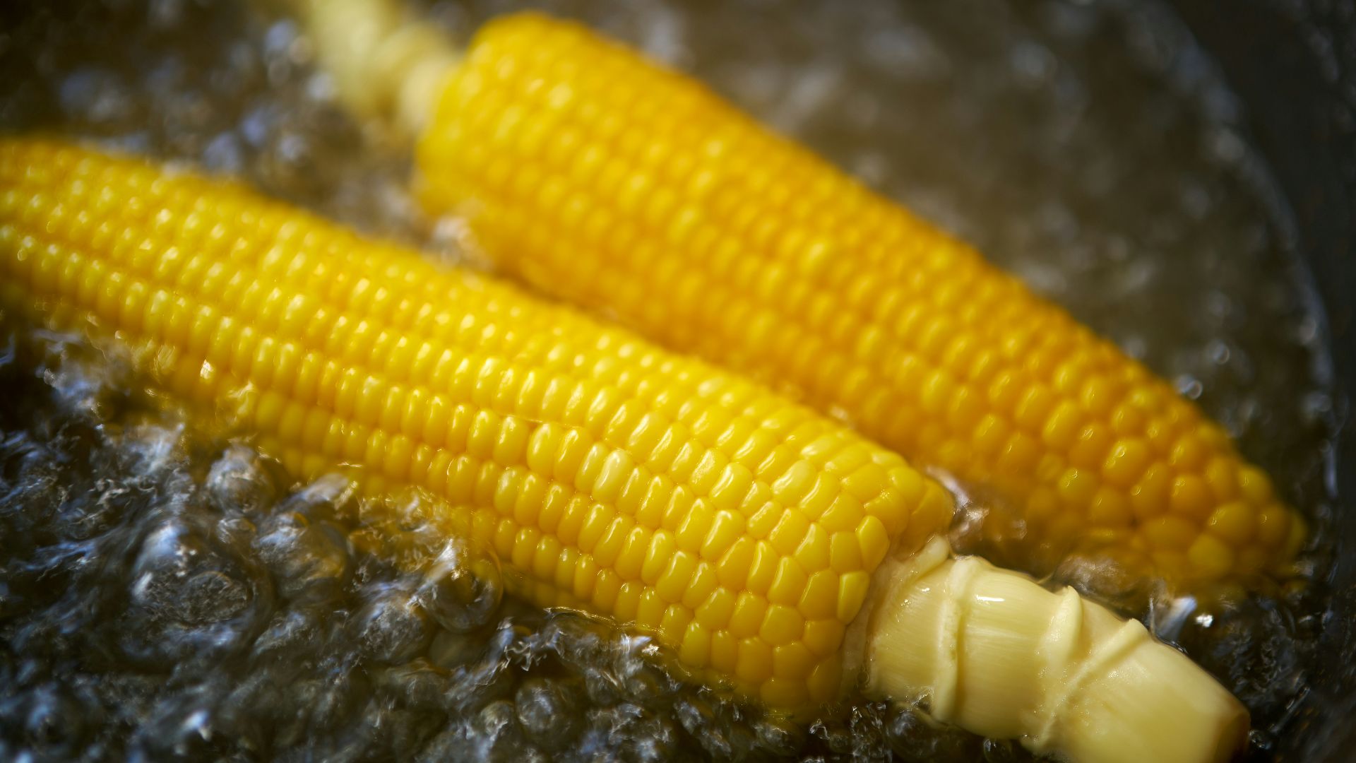 A close up of two corn on the cob