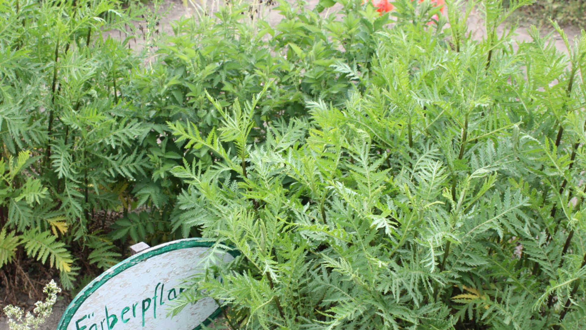 File:Funkenburg (Westgreußen), Kräutergarten, Rainfarn.jpg