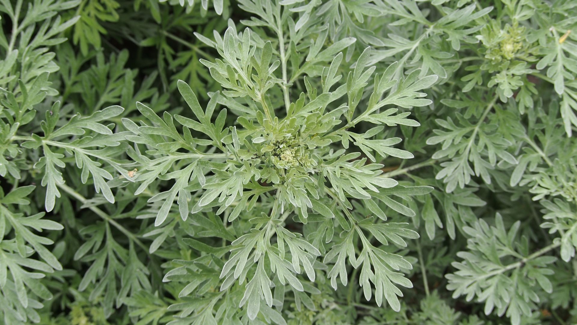 File:Artemisia absinthium Bylica piołun 2022-05-22 02.jpg