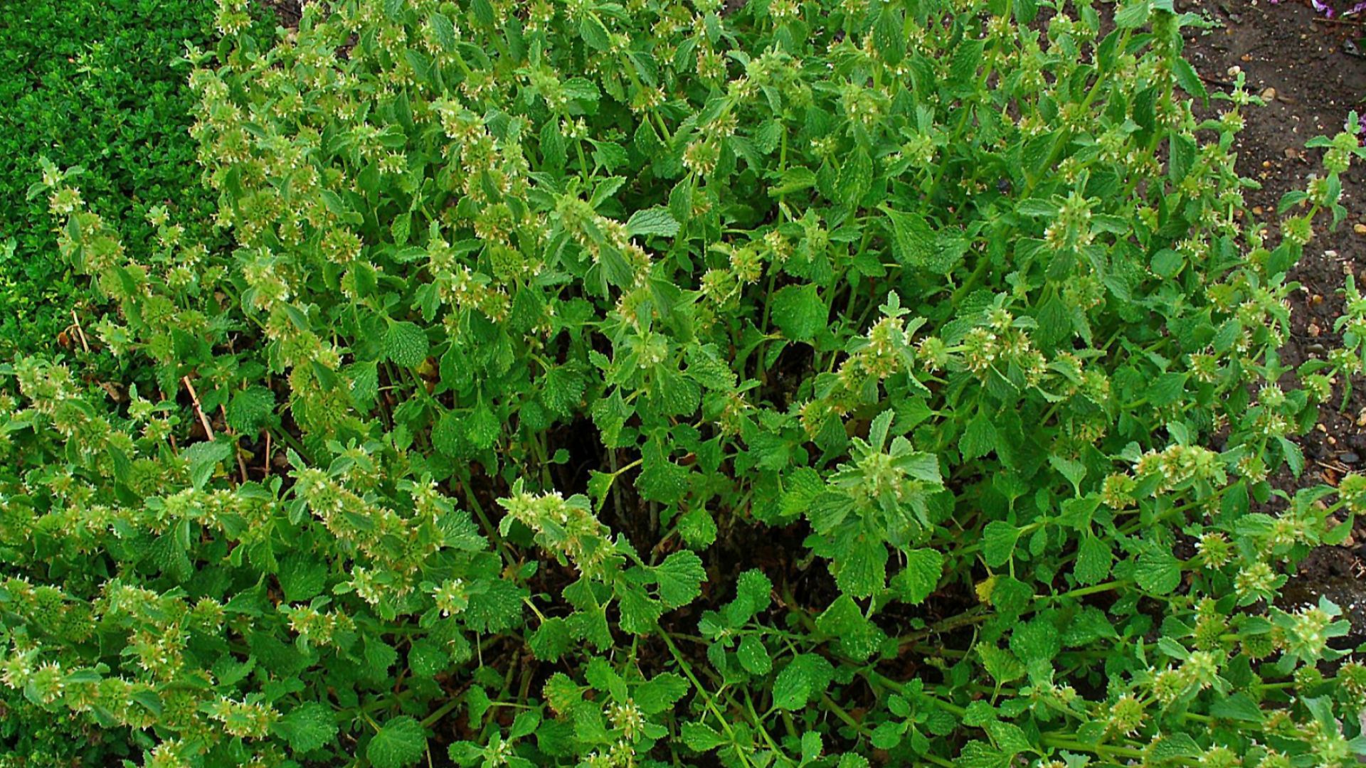 File:Marrubium vulgare 001.JPG