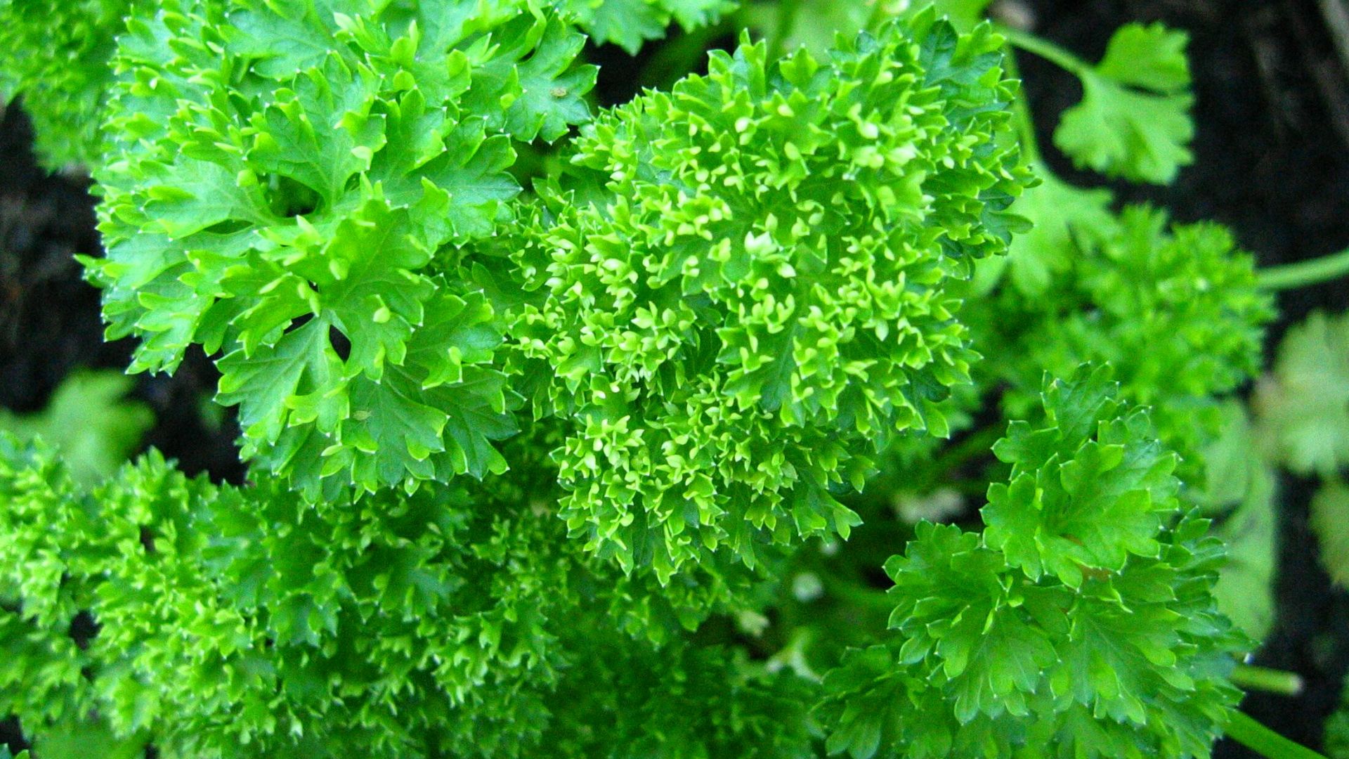 File:Parsley.jpg