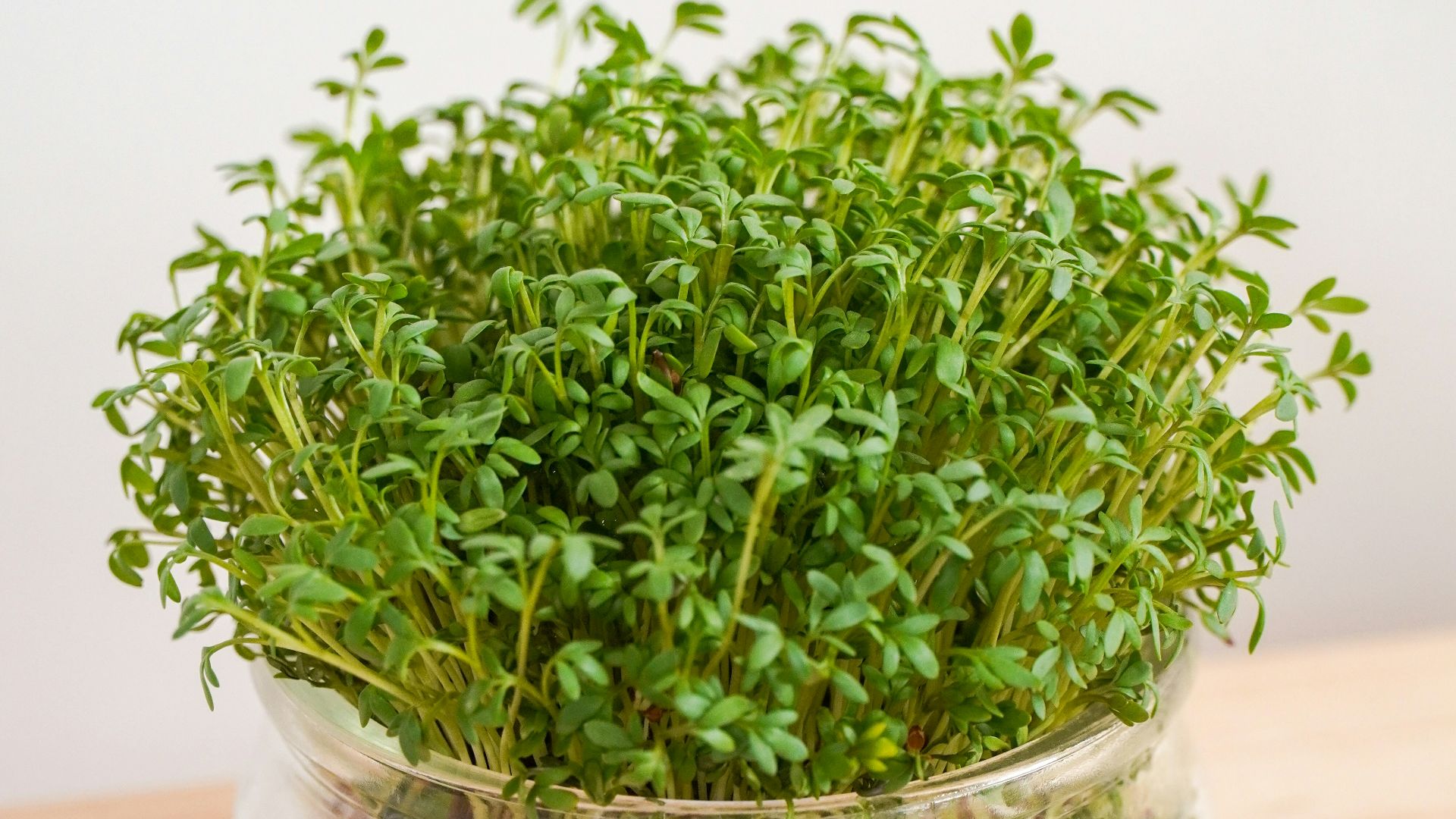 green plant on clear glass bowl