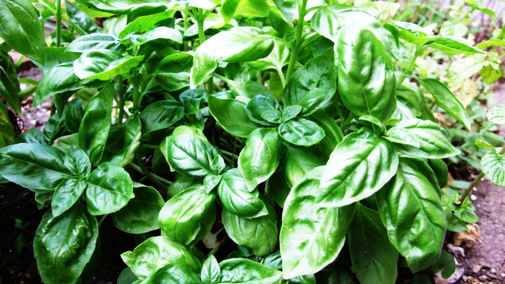 File:Basil-Basilico-Ocimum basilicum-albahaca.jpg