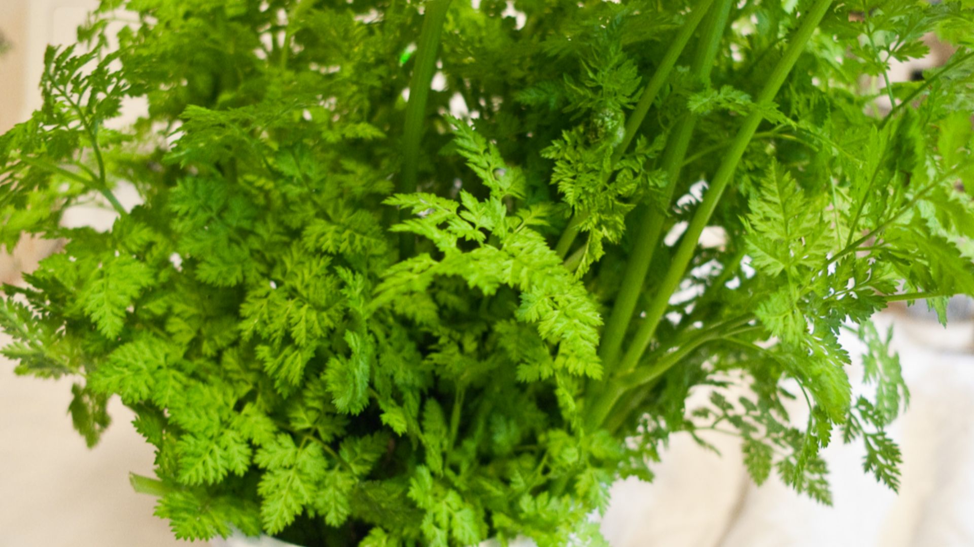 File:Farmer's Market - Chervil (3497853296).jpg