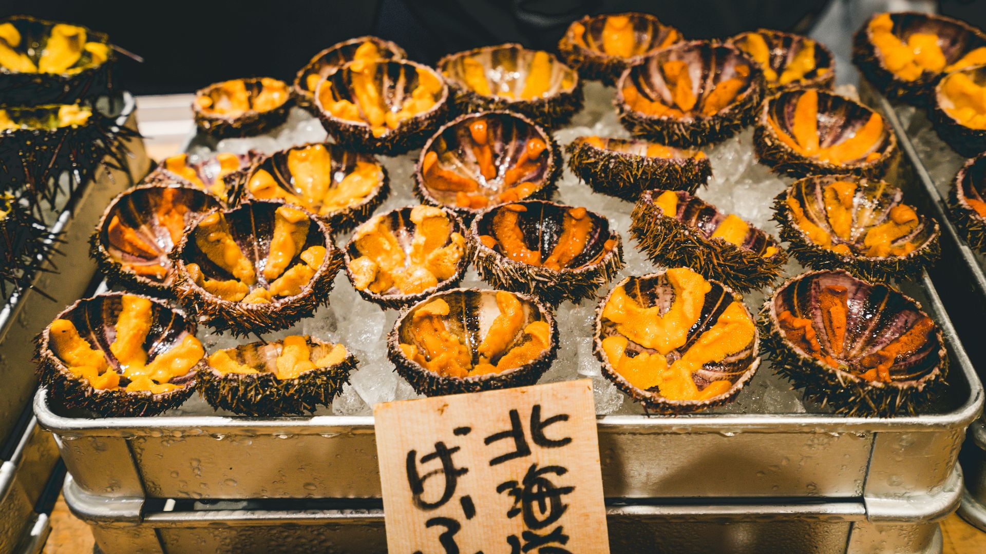 sea urchins on ice