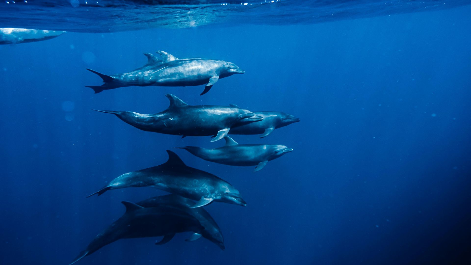 A group of dolphins swimming in the ocean