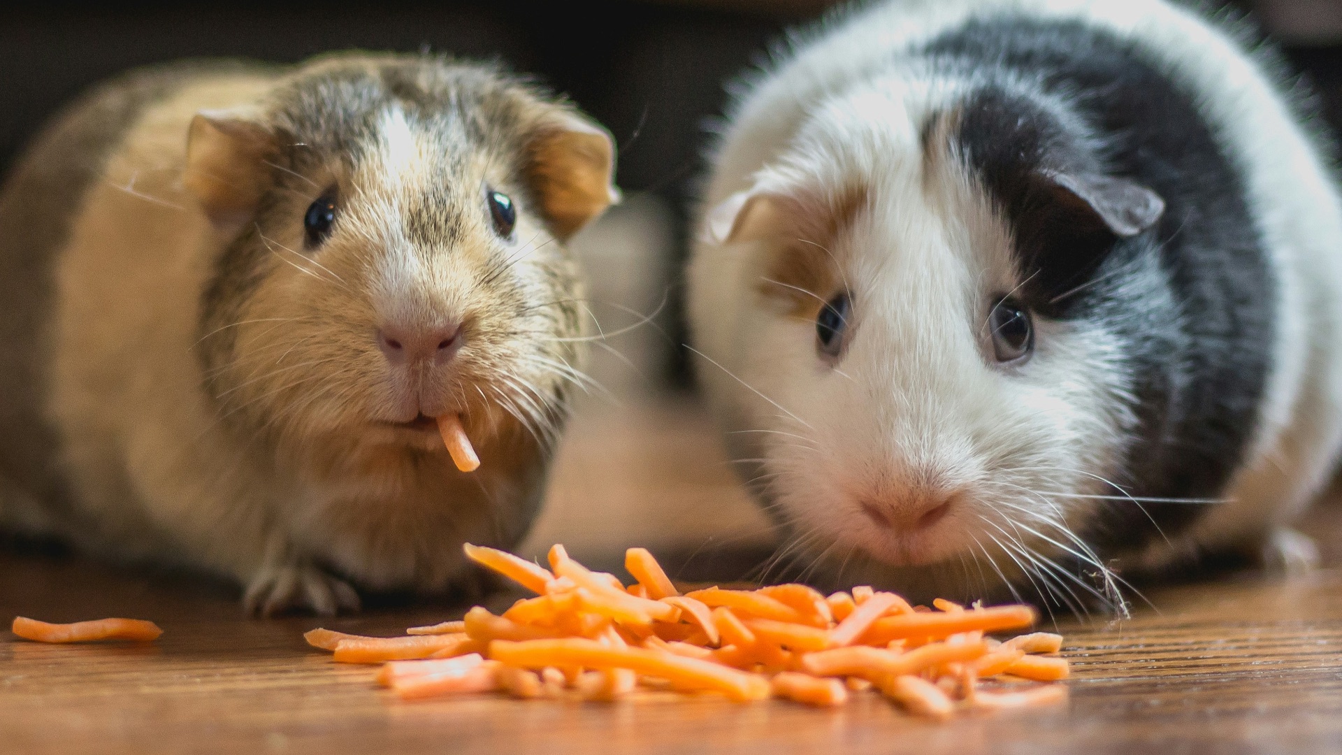 two guinea pigs eating carrot