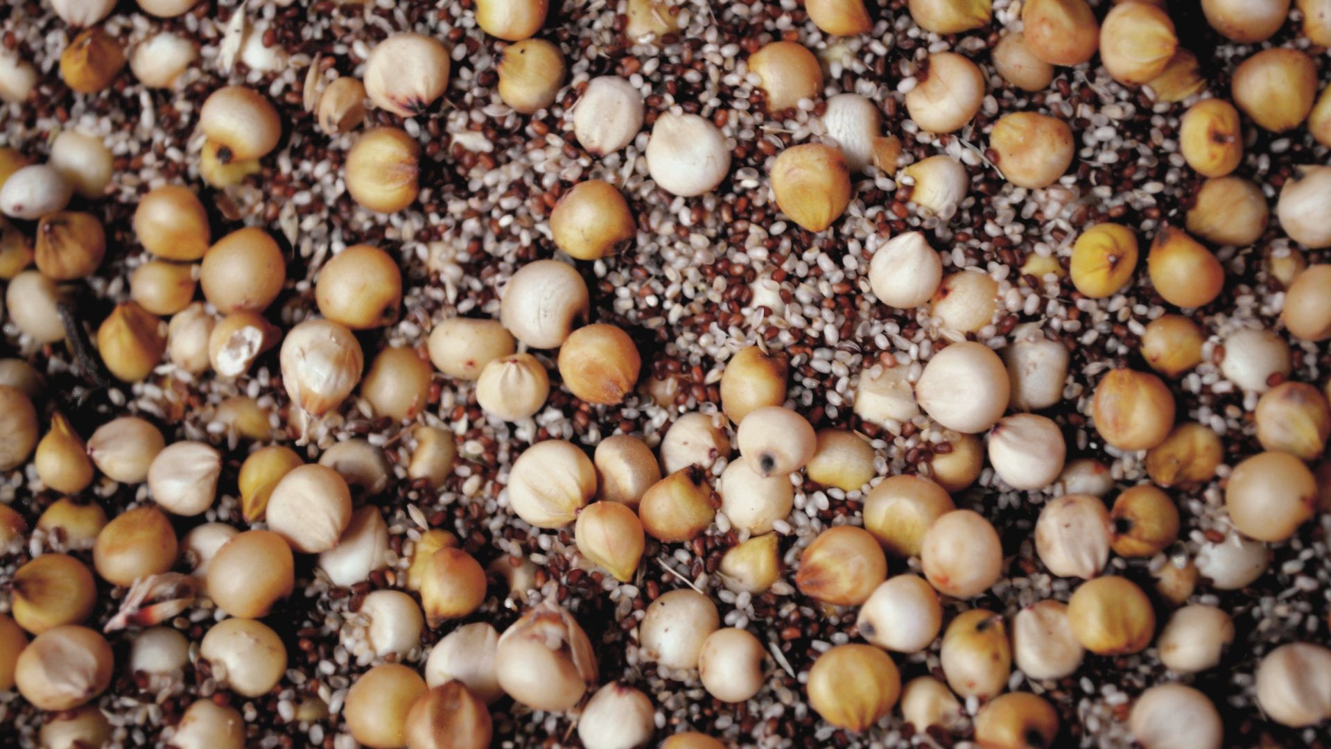 File:Mashella ena Teff.JPG