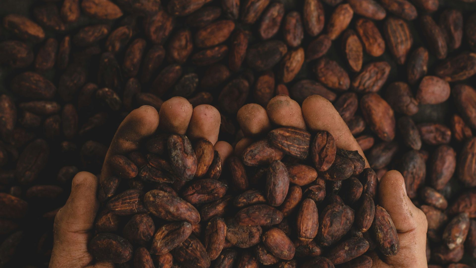 person holding dried beans