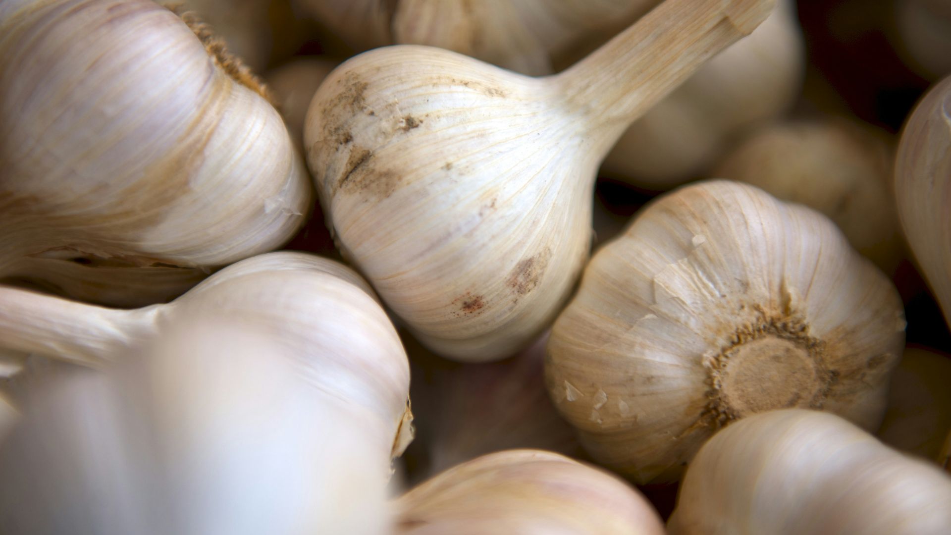 selective focus photography of onion