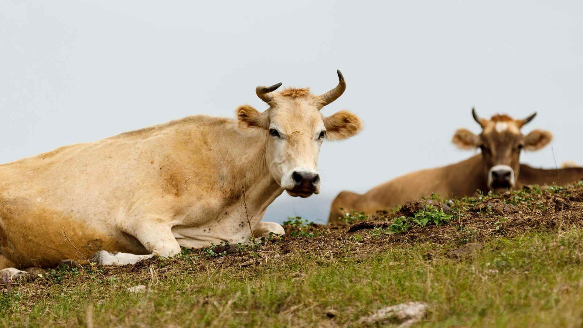 a group of cows lay in a grassy field