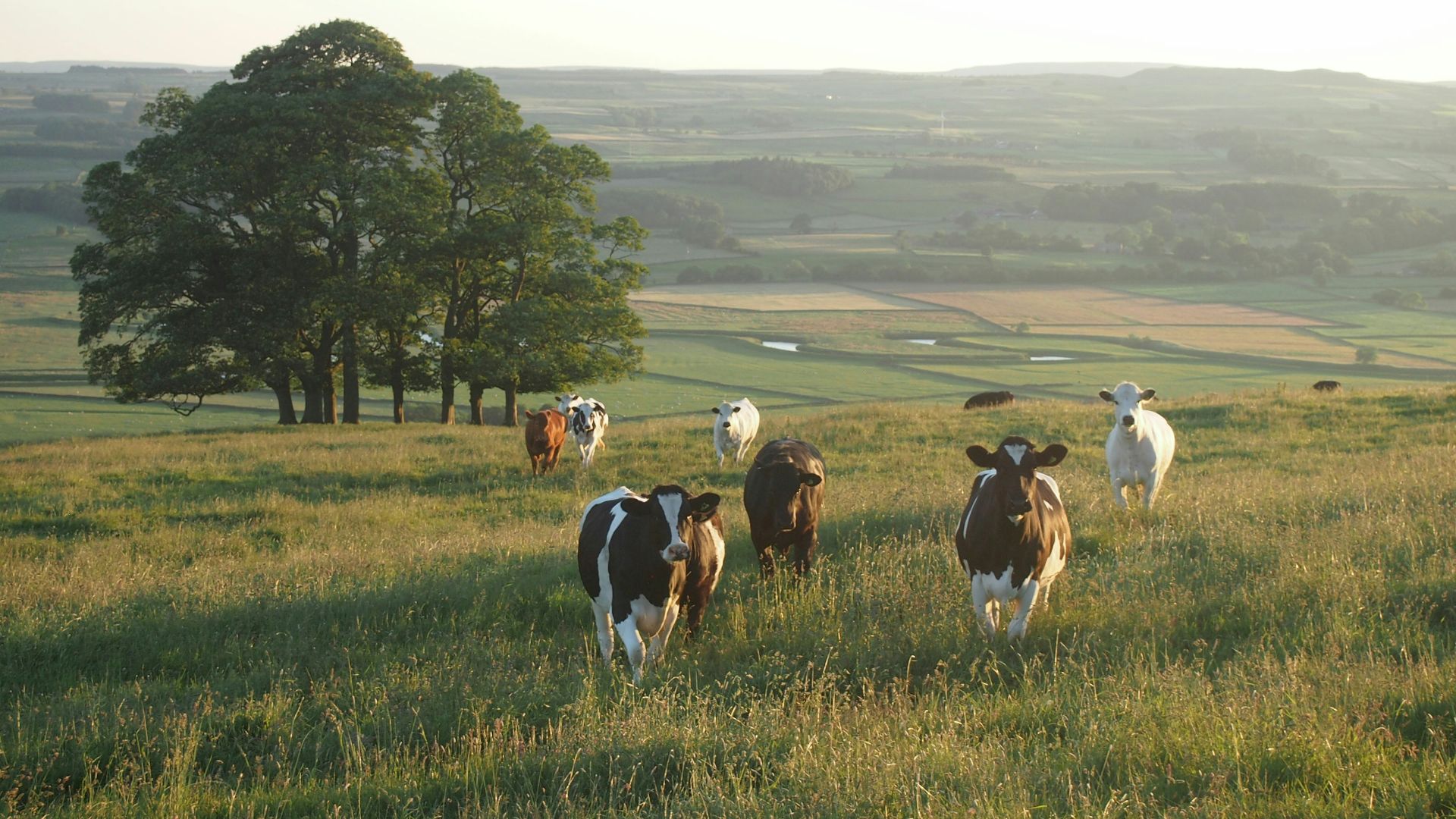 black-and-white cattle