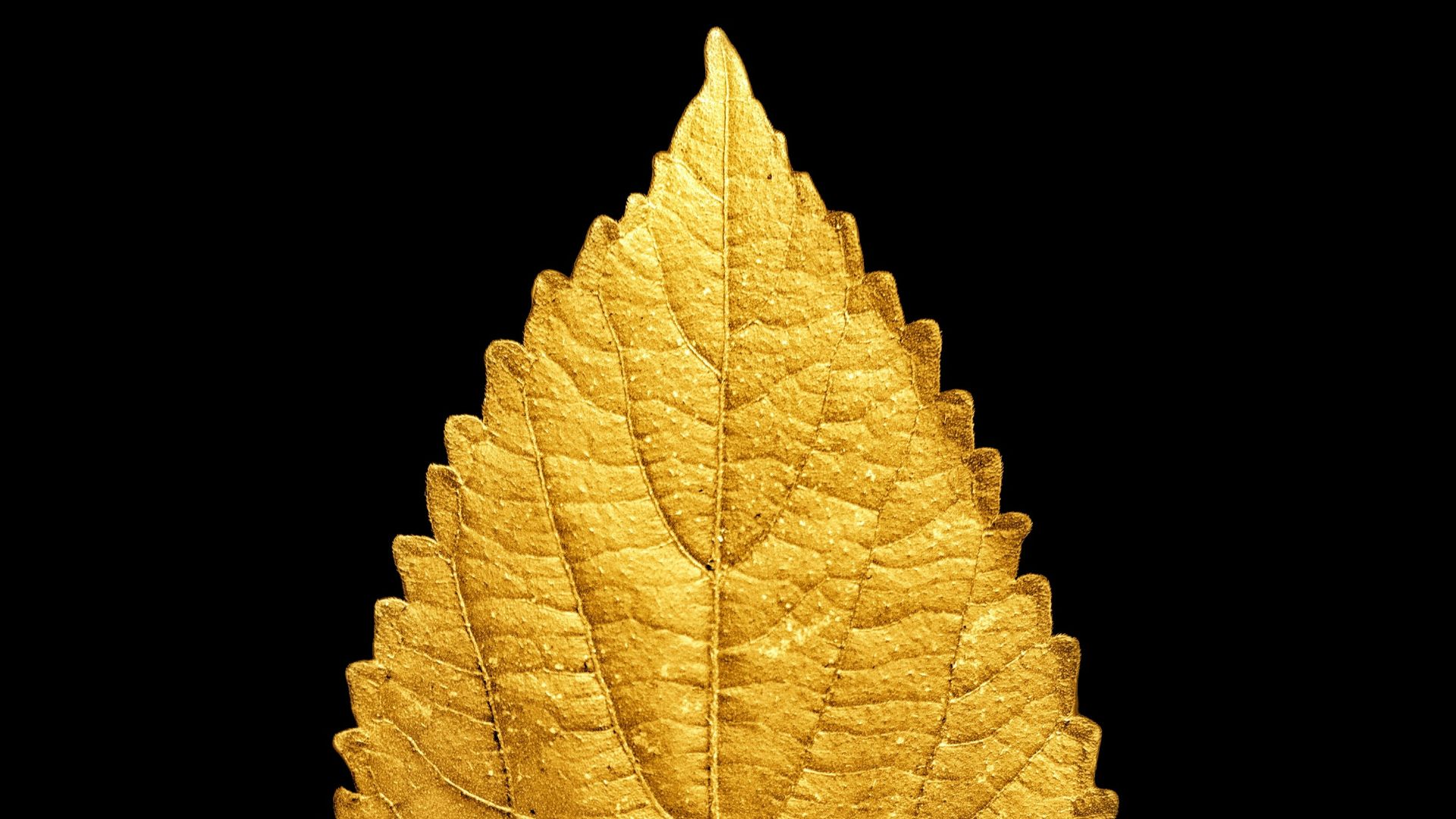 yellow and brown leaf illustration