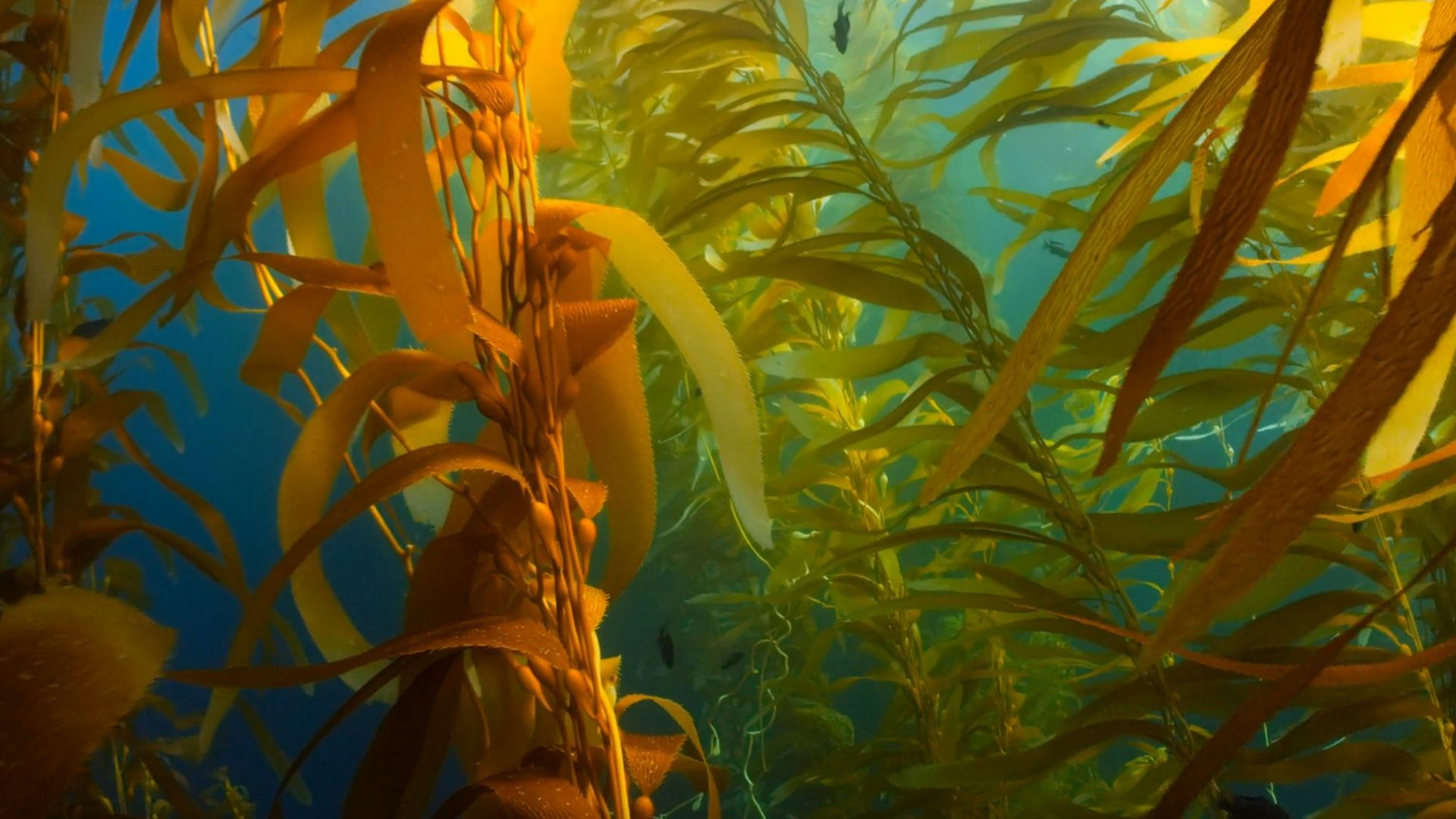 a painting of a seaweed forest with sunlight coming through the water