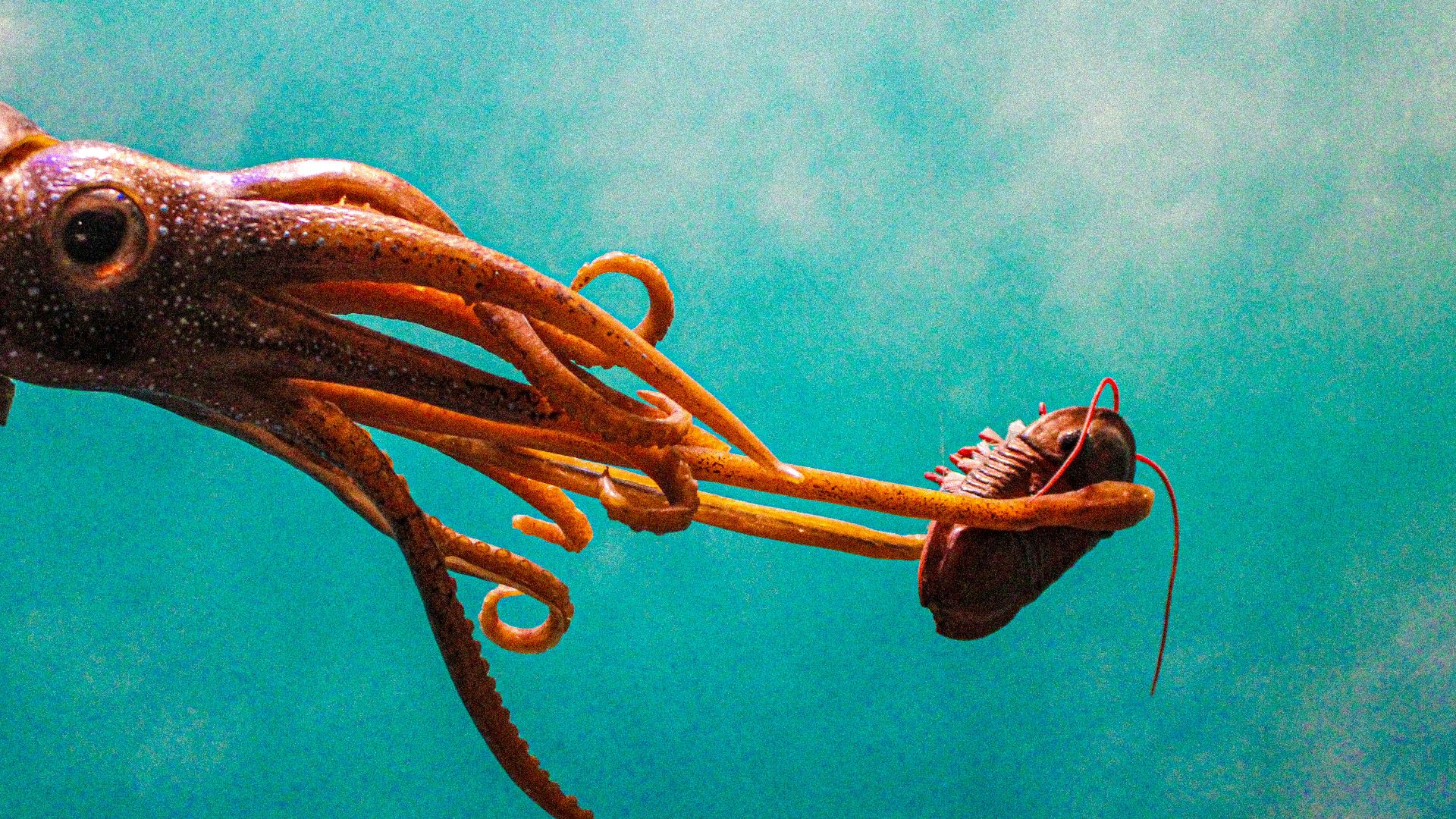 an octopus and a squid swimming in the ocean