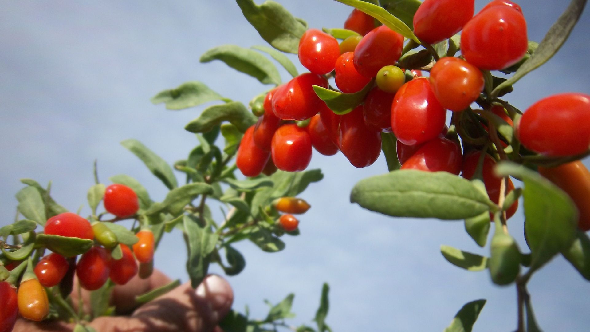 File:Lycium - Ripe goji berries.jpg