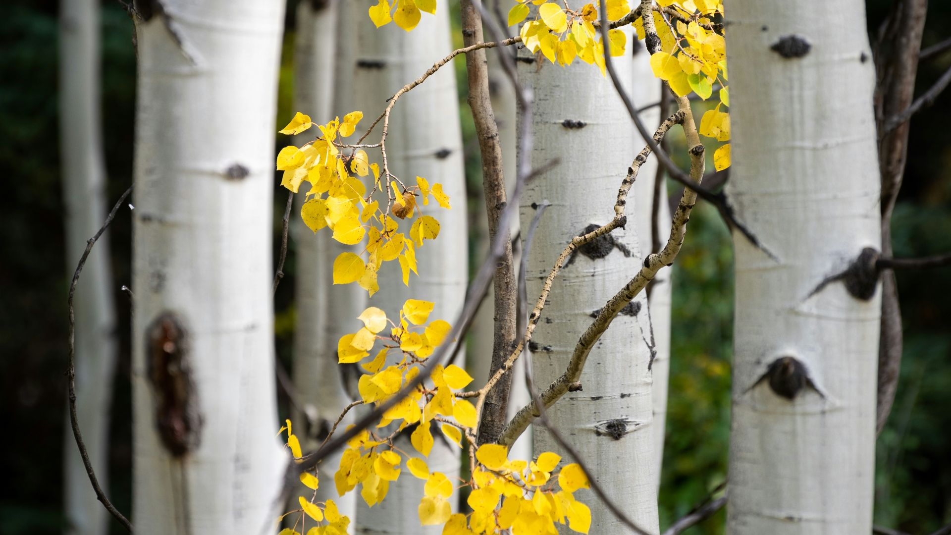 yellow flowers on brown tree branch