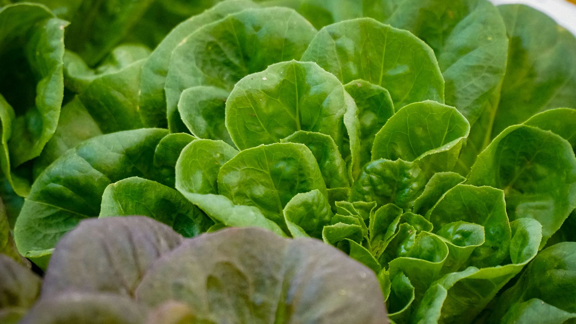 Fresh green lettuce growing in a garden.