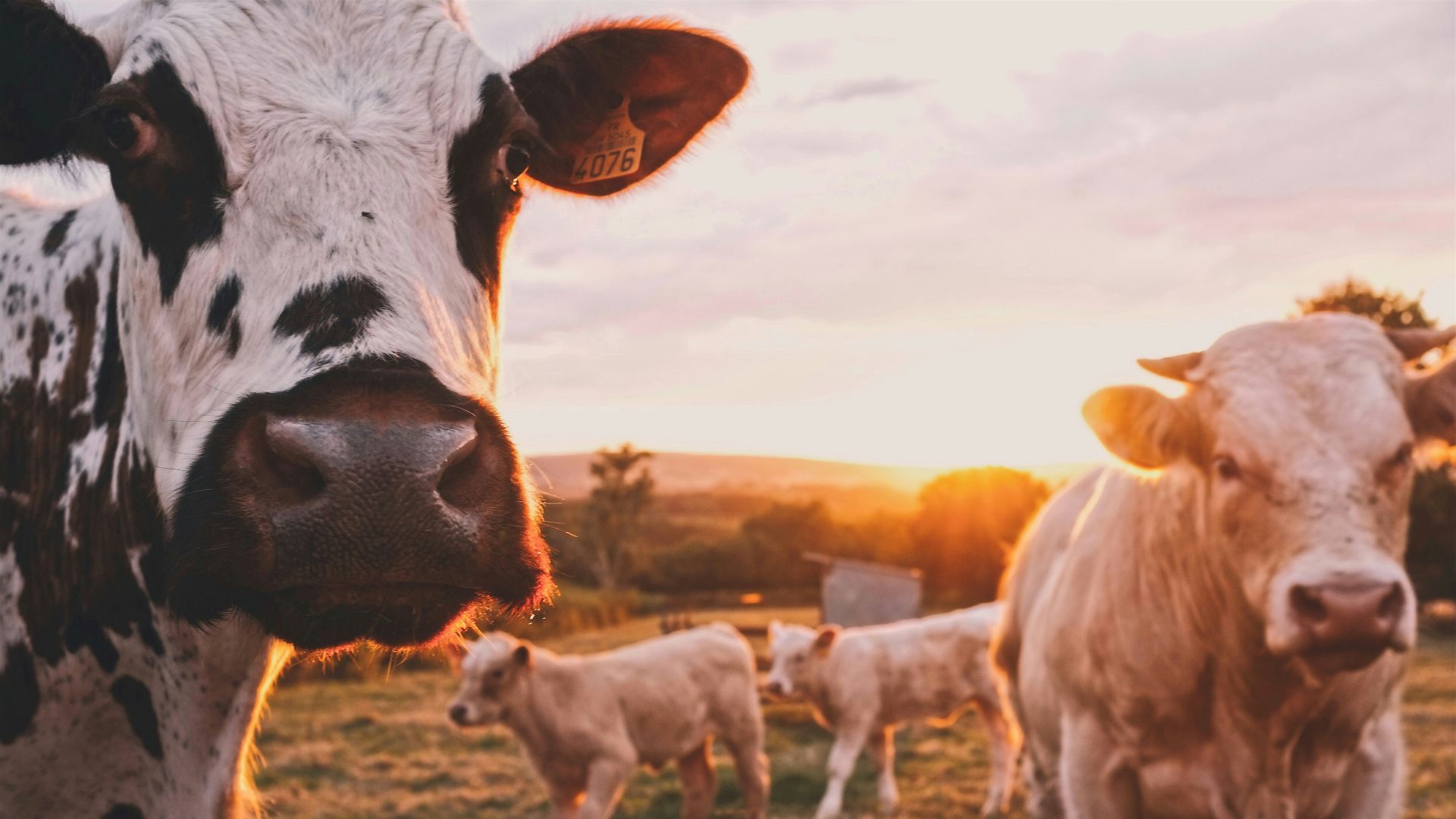 a herd of cows standing on top of a lush green field