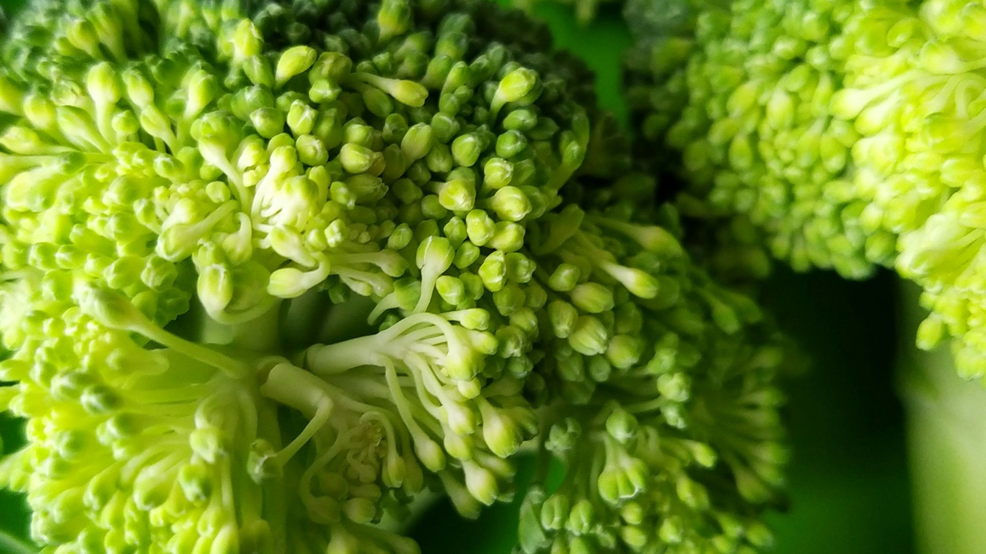 green and white flower bouquet