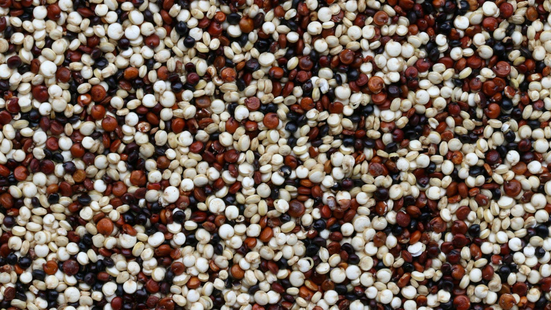 brown and white pebbles on ground