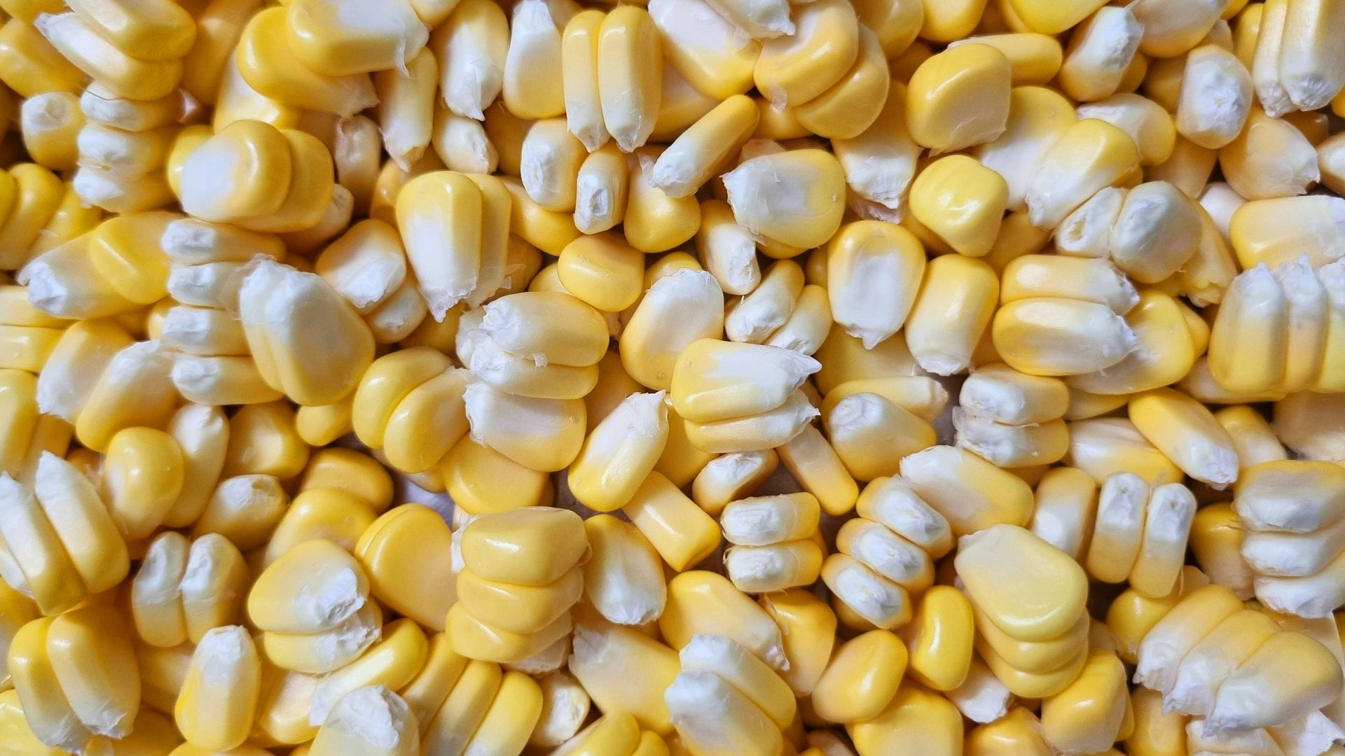 a bowl filled with corn on the cob