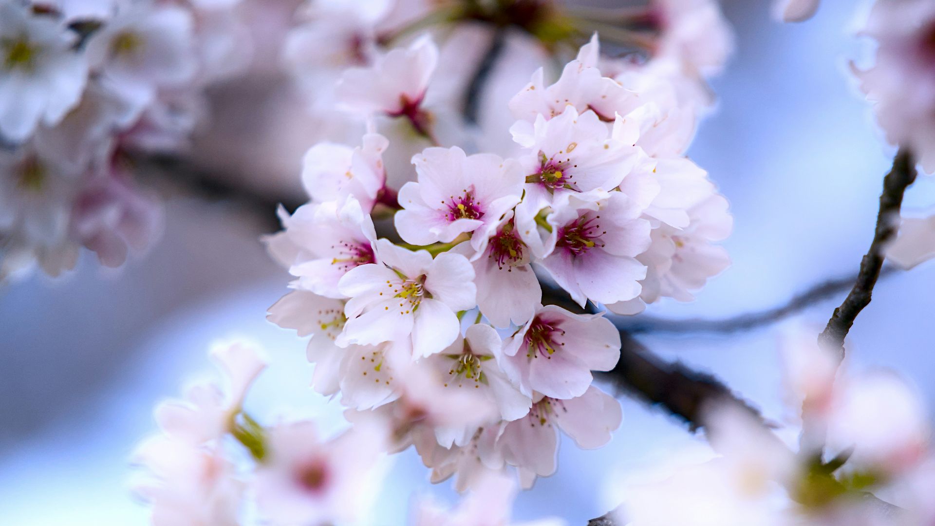 a close up of a tree with pink flowers