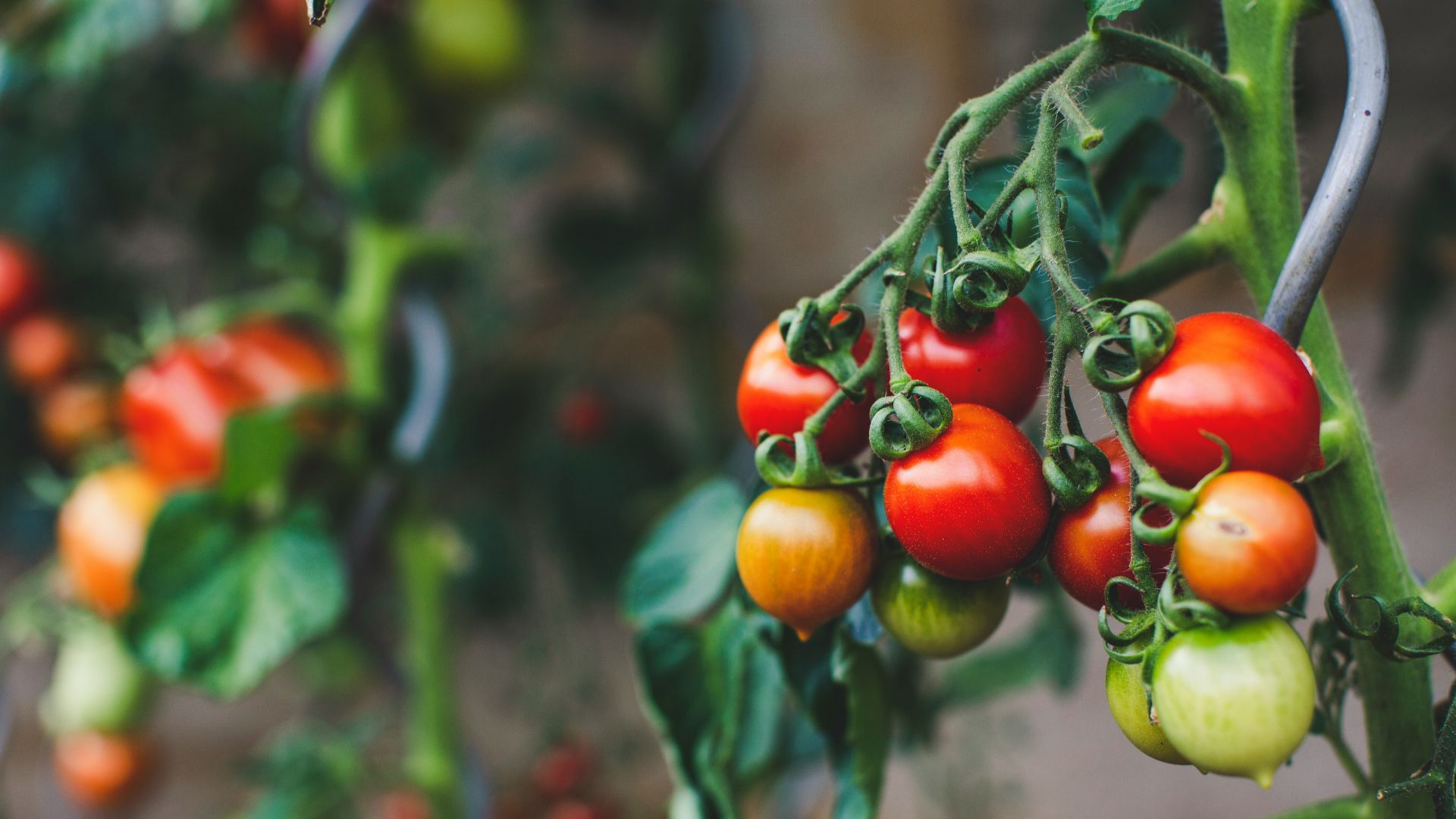 red and green oval fruits