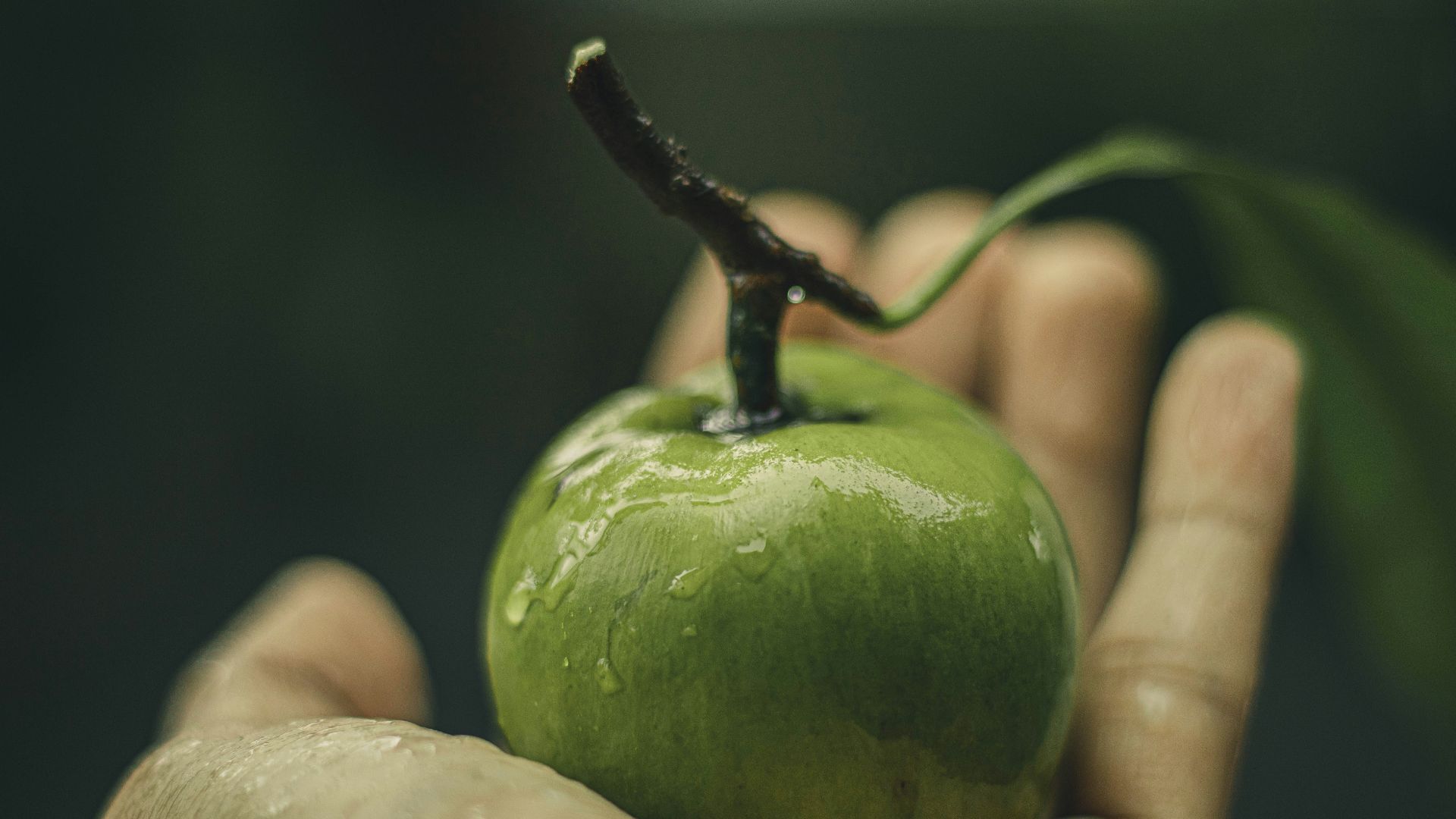 person holding green apple fruit