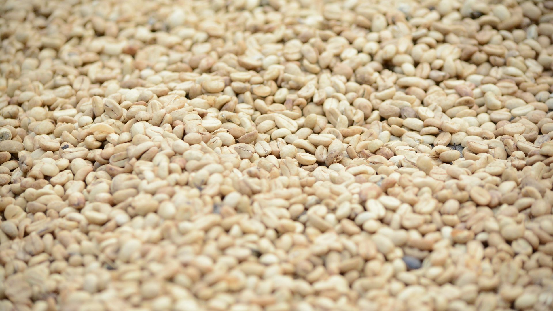 brown and white pebbles in close up photography
