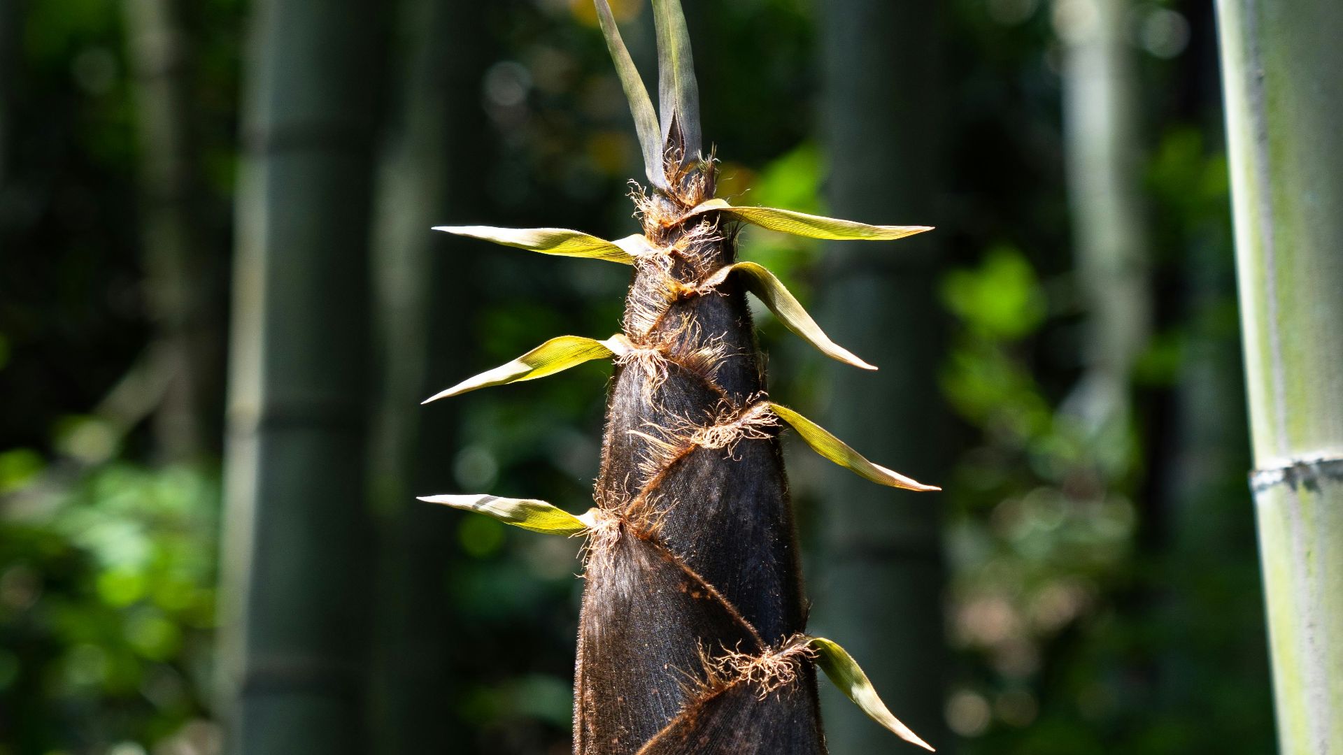 a tall bamboo tree with lots of green leaves
