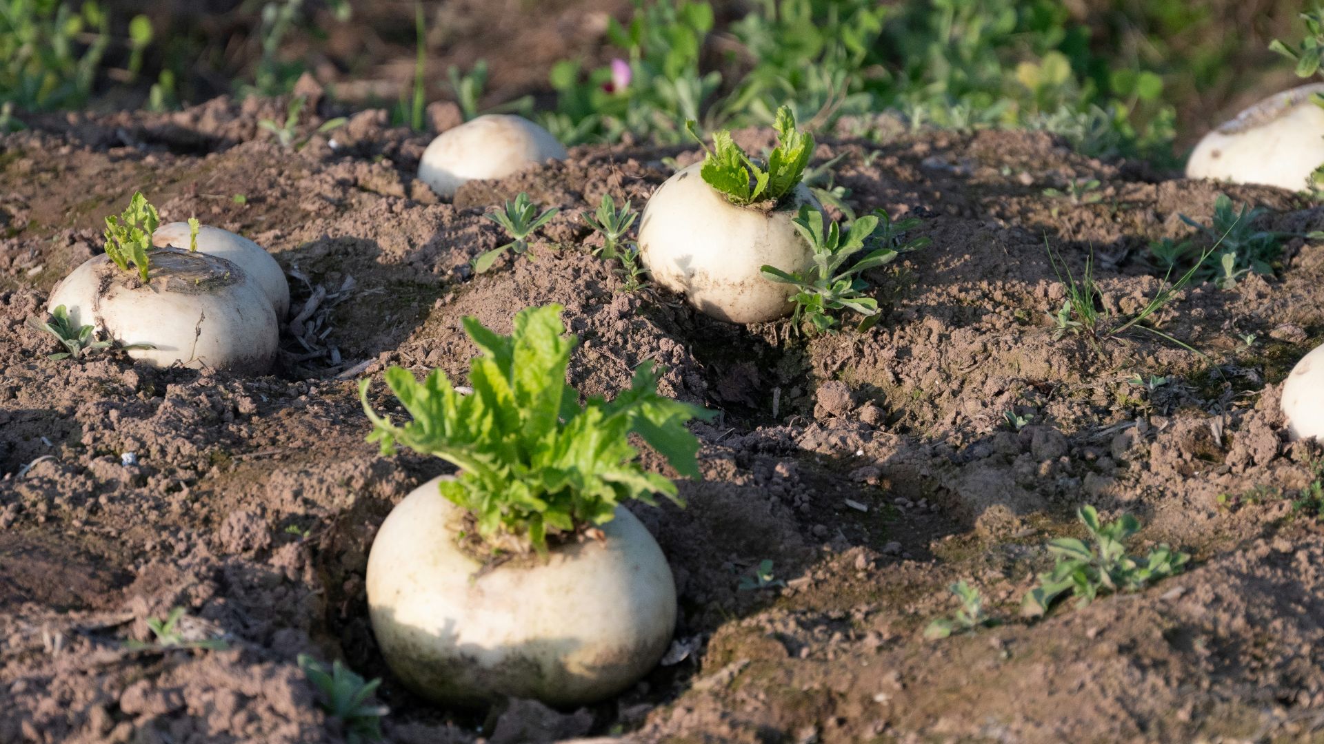 a group of white mushrooms growing out of the ground