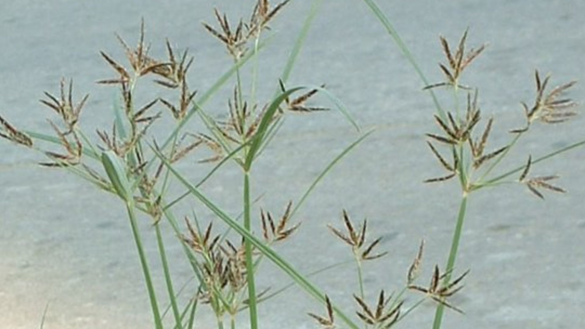 File:Nutgrass Cyperus rotundus02.jpg