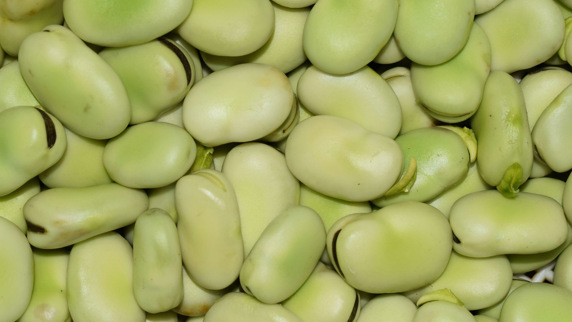 green round fruit in close up photography