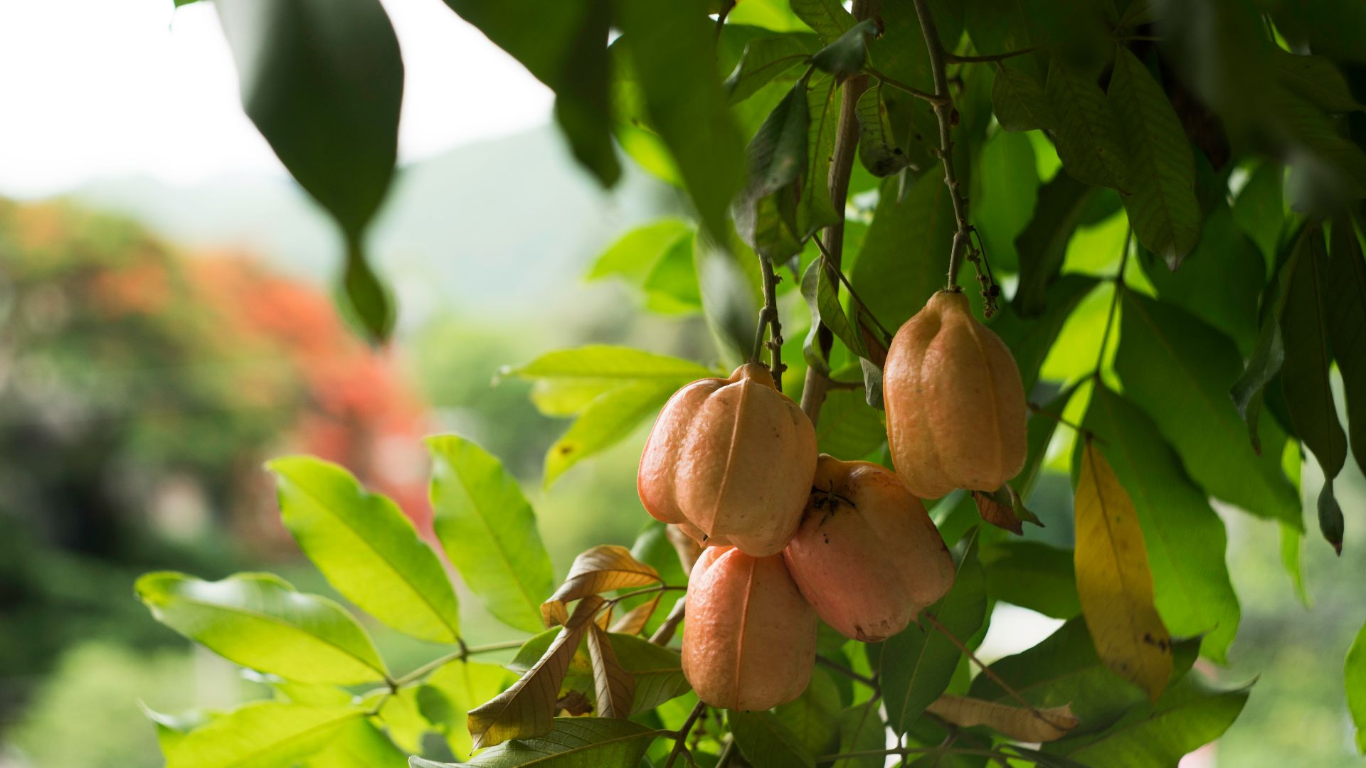 brown and green leaves during daytime