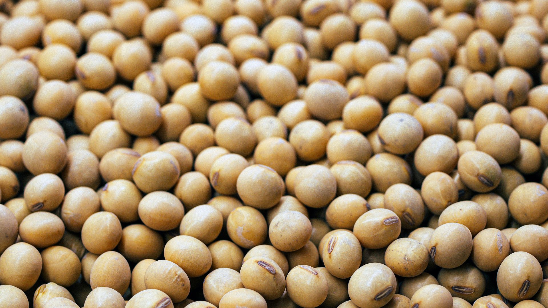 a bunch of small white balls of food