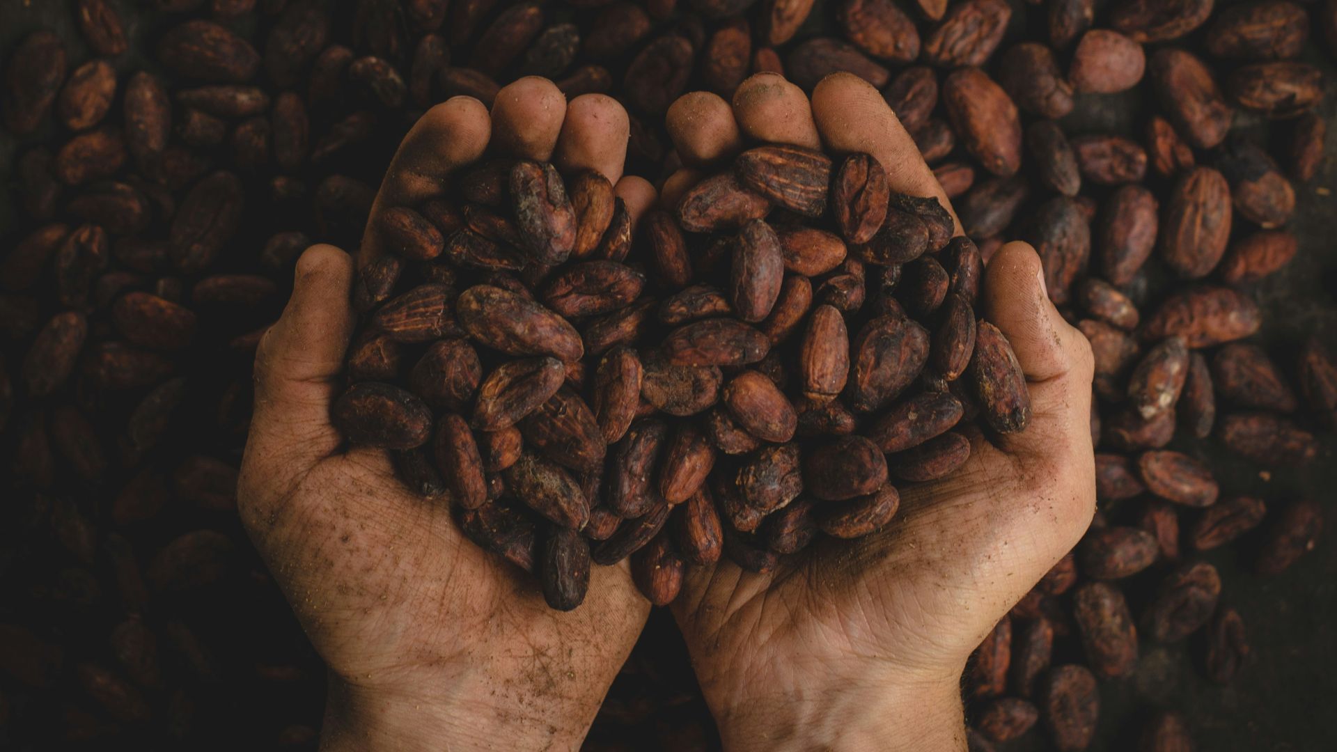 person holding dried beans