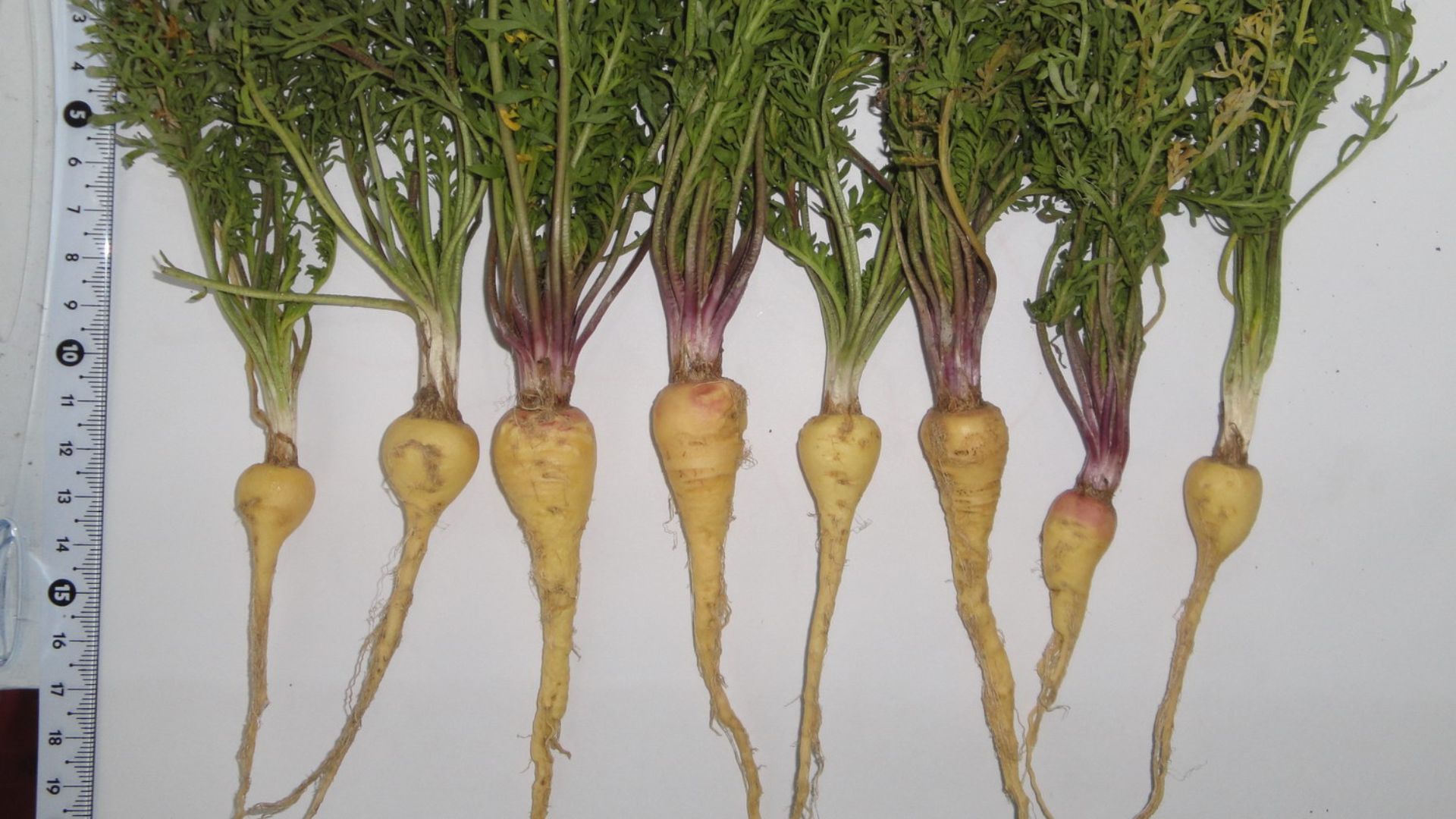 File:Lepidium meyenii, Tsaghkadzor, in culture.jpg - Wikimedia Commons