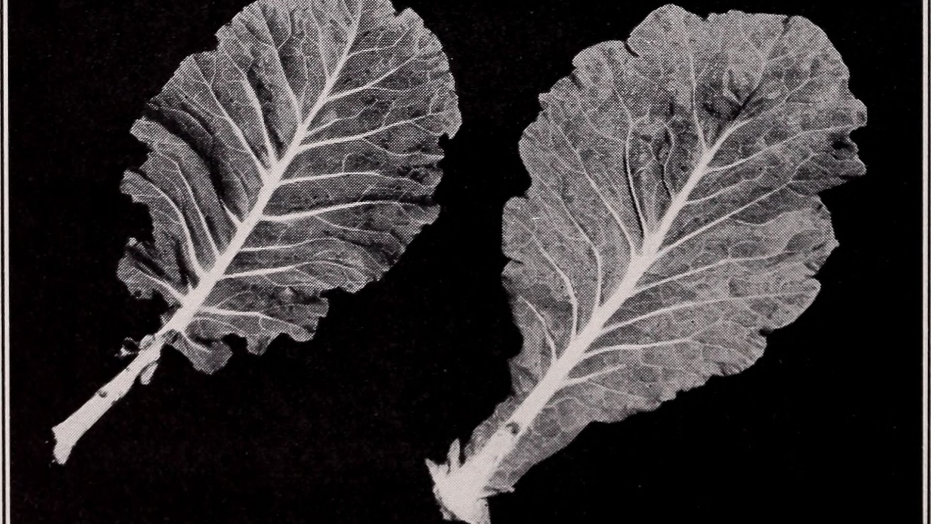 File:A descriptive catalogue of vegetables (1940) (20258260133).jpg