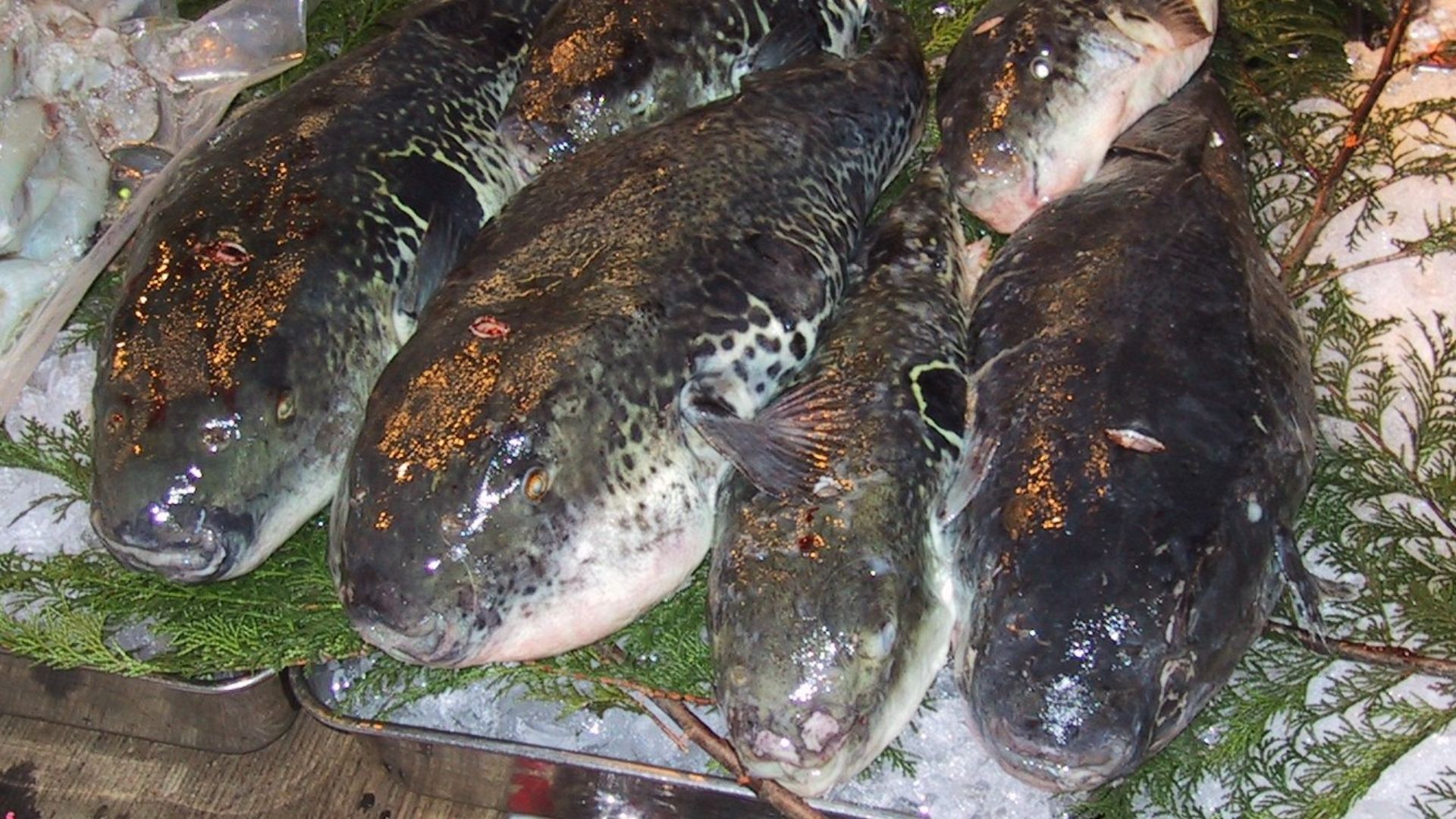 File:Fugu.Tsukiji.CR.jpg