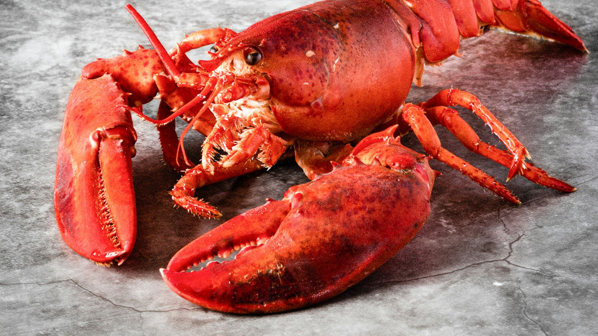 a cooked lobster on a gray background