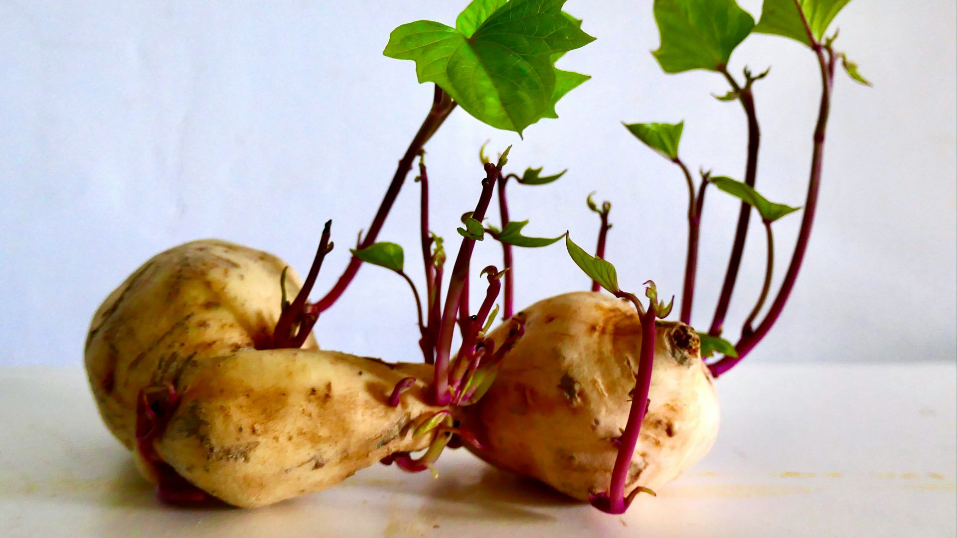 two red and green apples