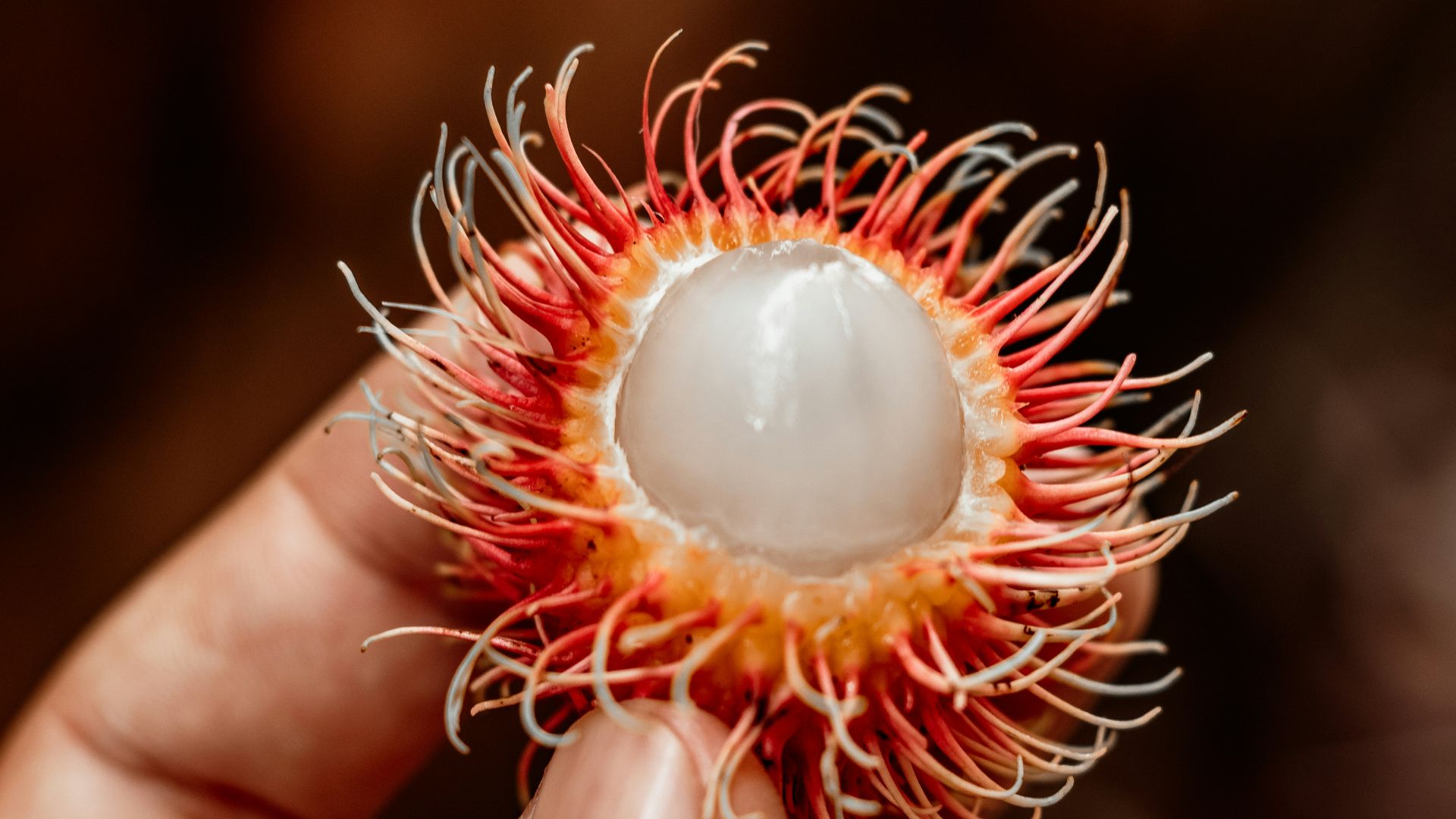 a hand holding a pine cone