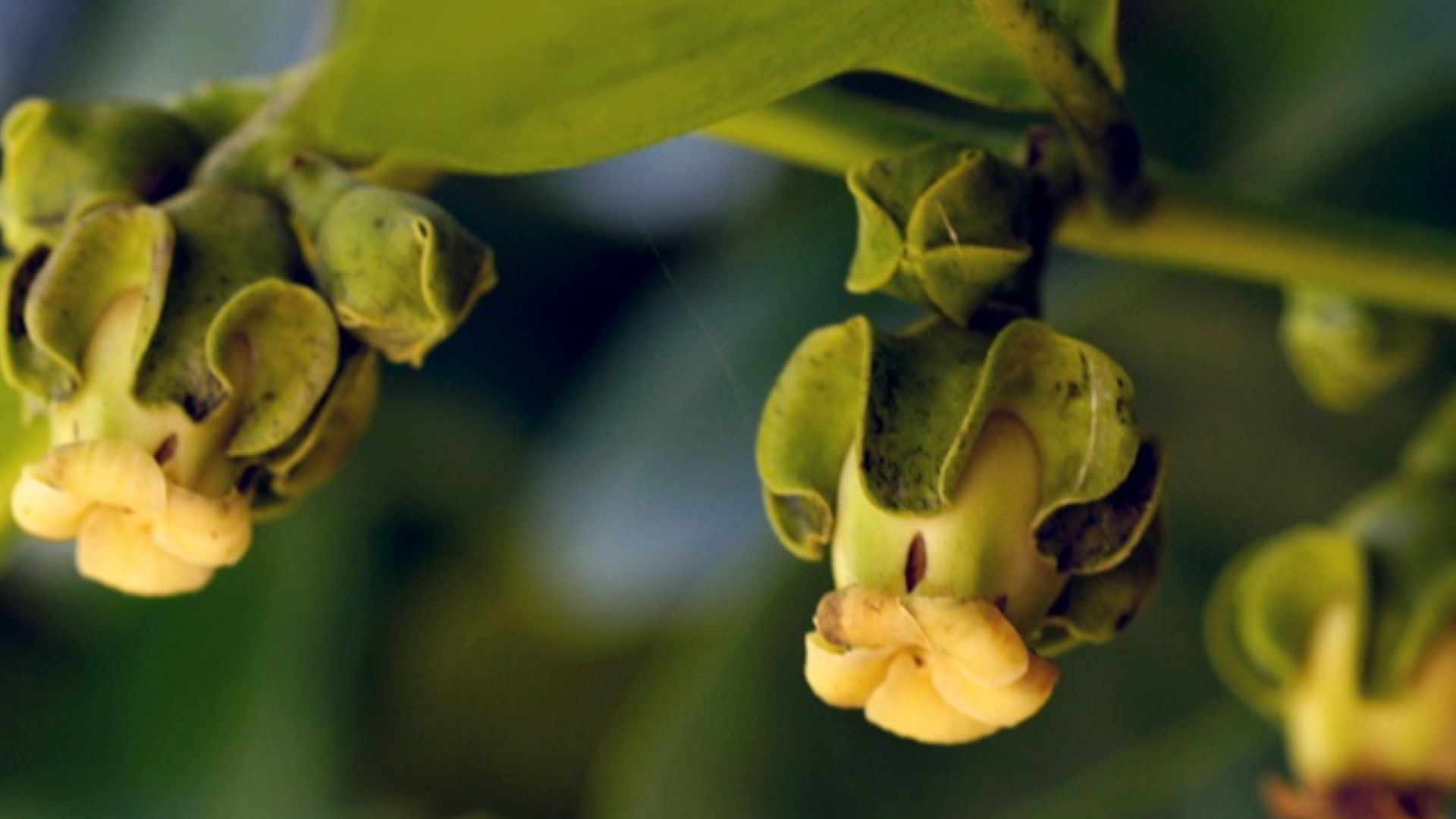 File:Diospyros digyna - Maher Black Sapote — Tatiana Gerus 002.jpg