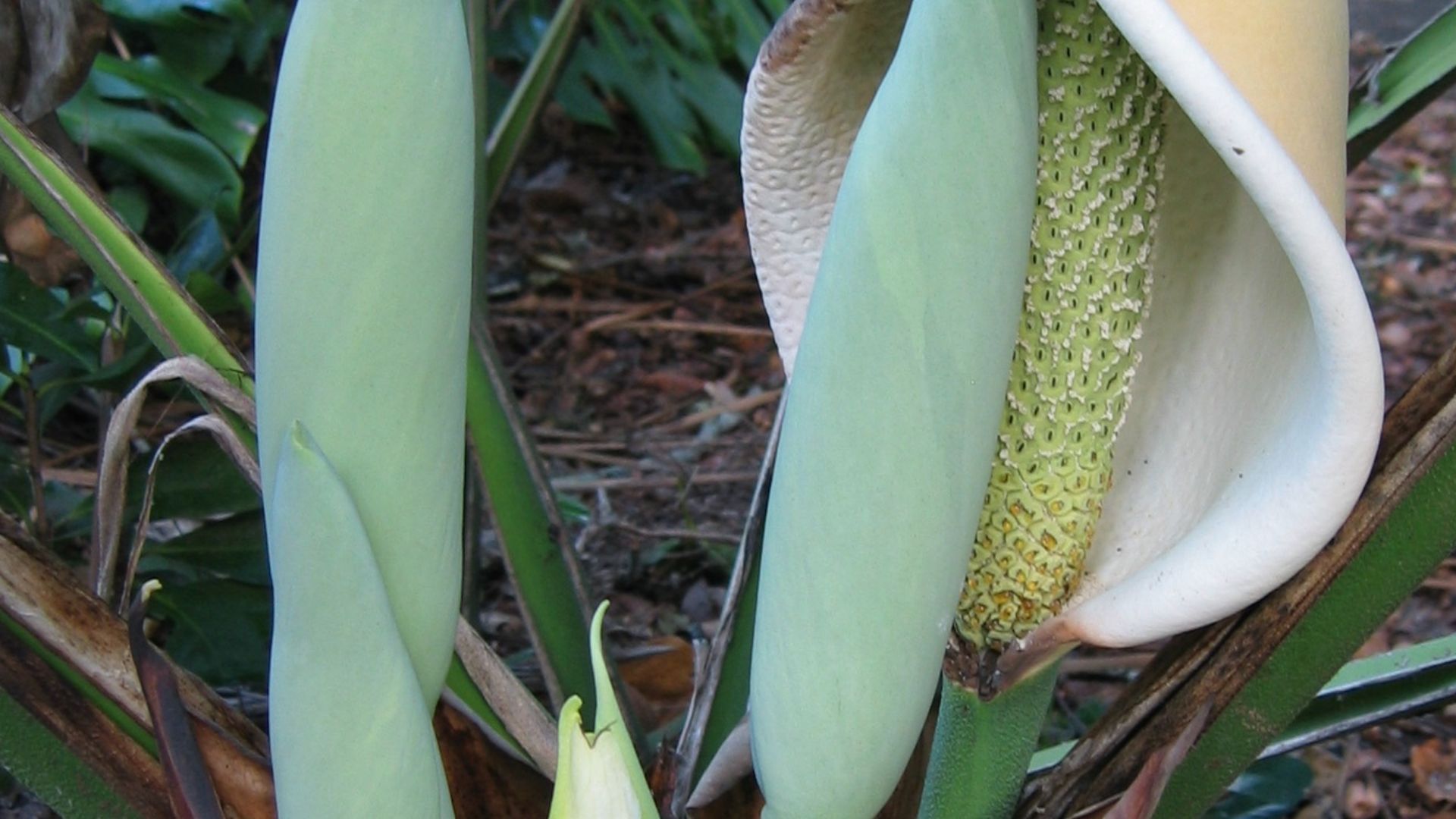 File:Monstera deliciosa flower and buds.jpg